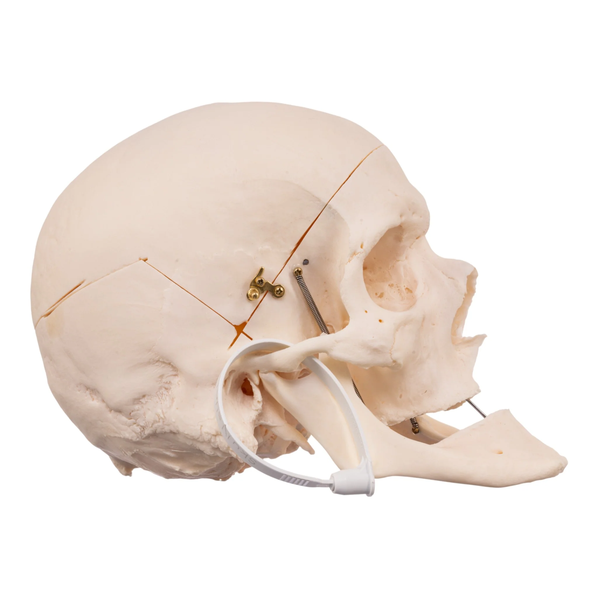 Real Research Quality Human Skull - Image 2