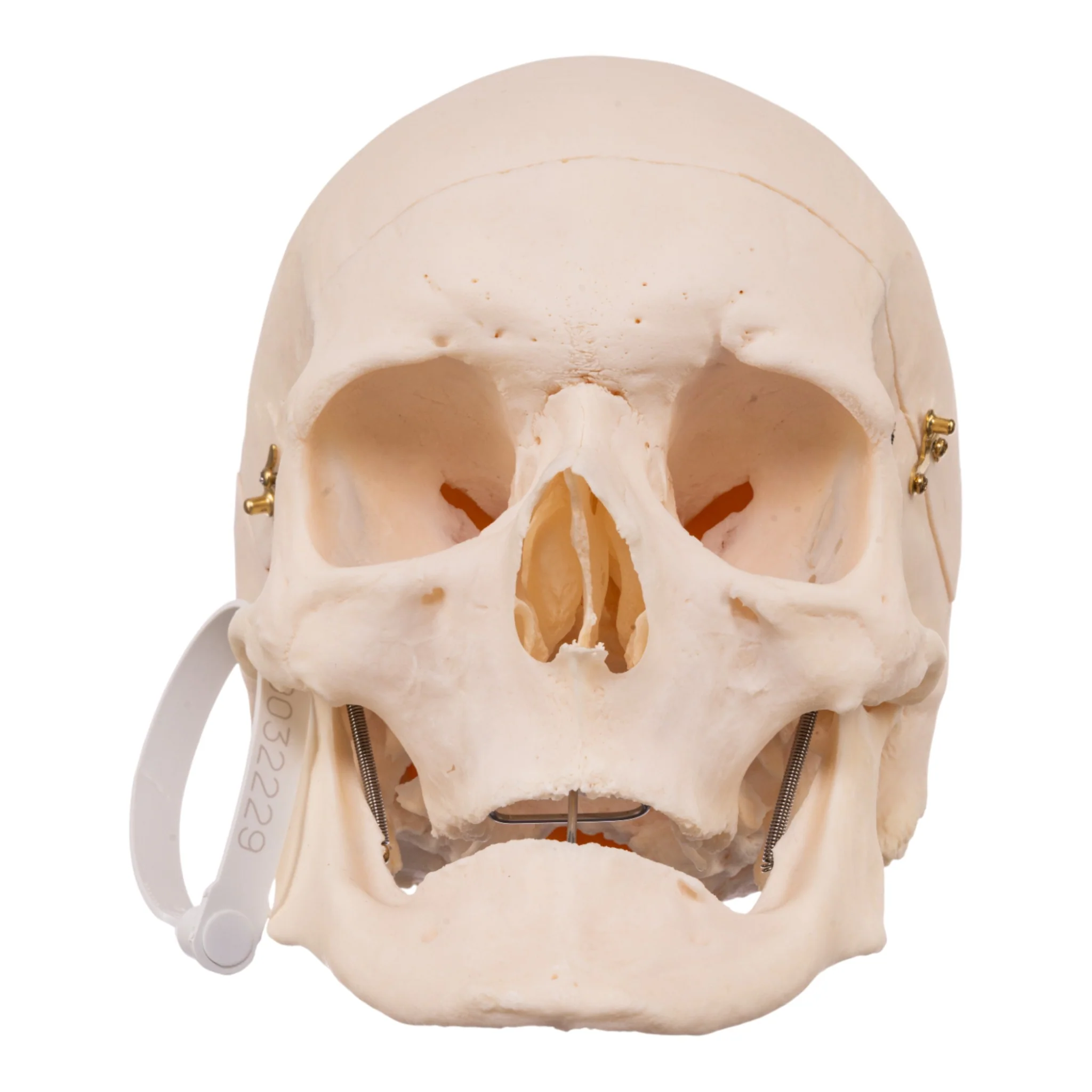 Real Research Quality Human Skull - Image 3