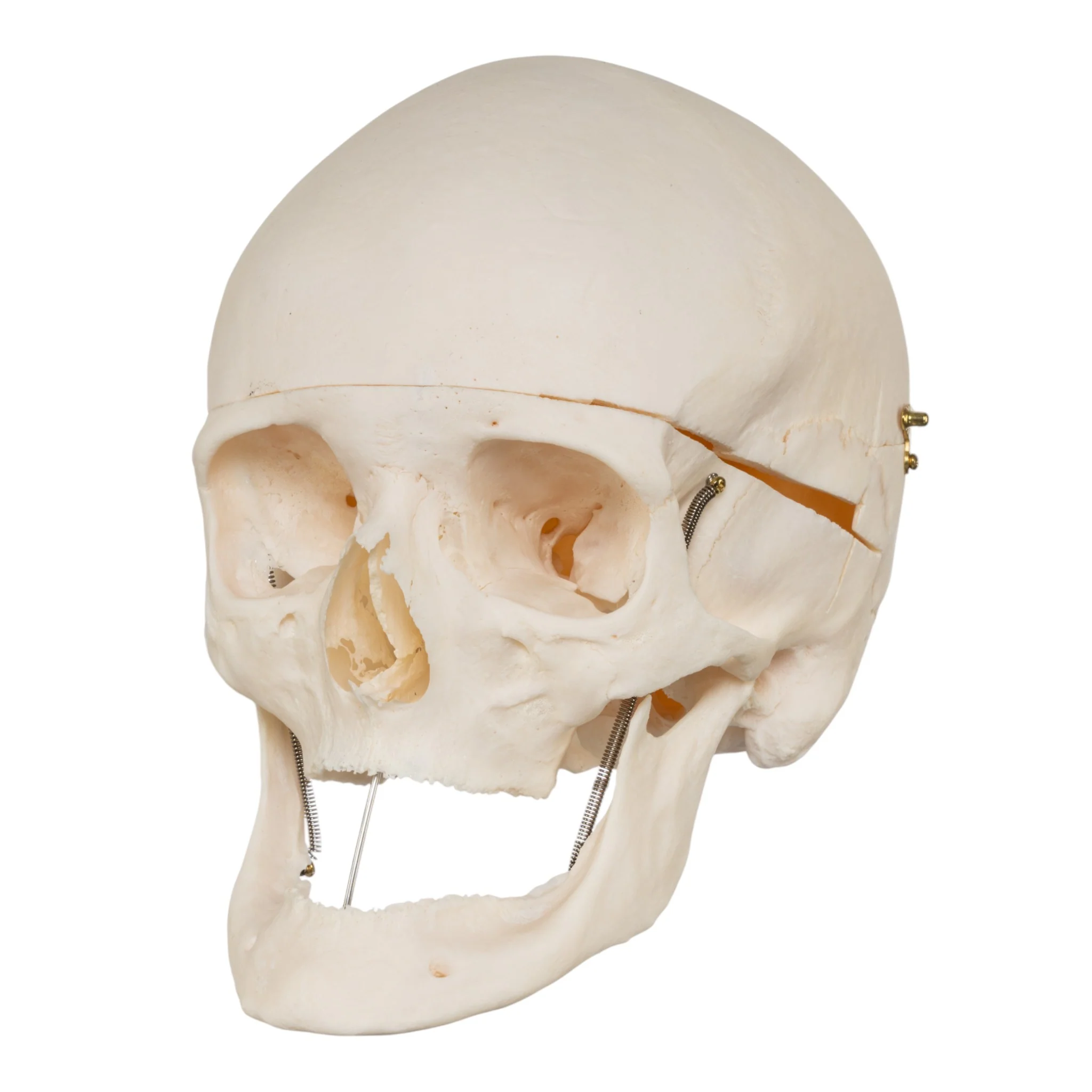 Real Research Quality Human Skull