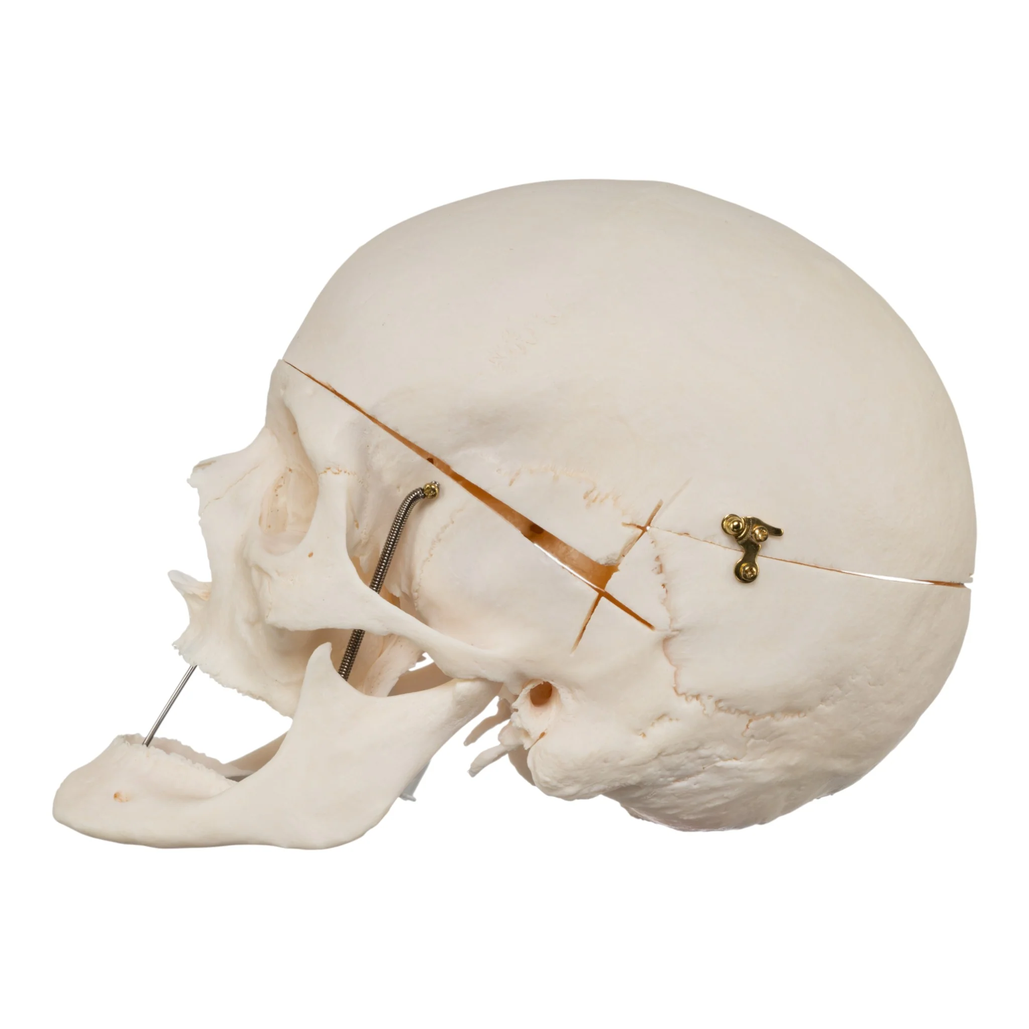 Real Research Quality Human Skull - Image 4