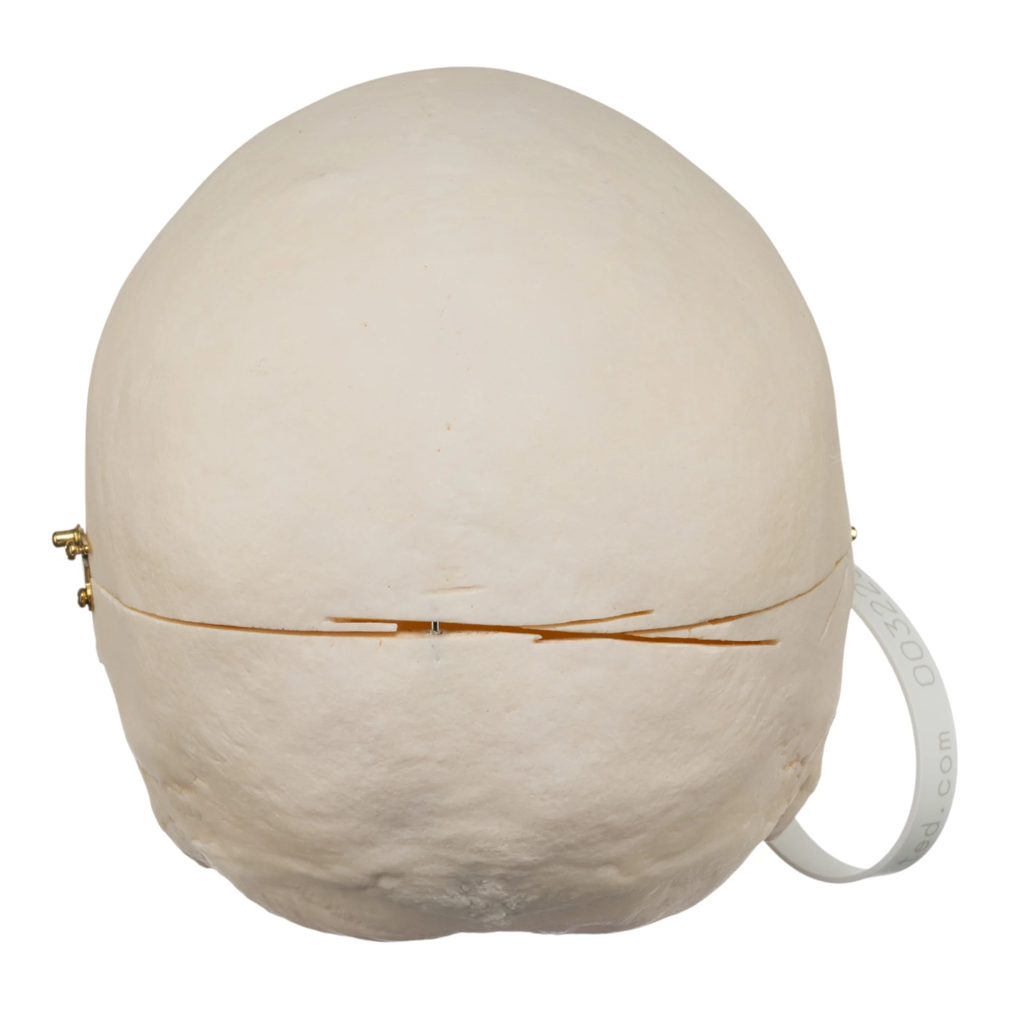 Real Research Quality Human Skull - Image 5