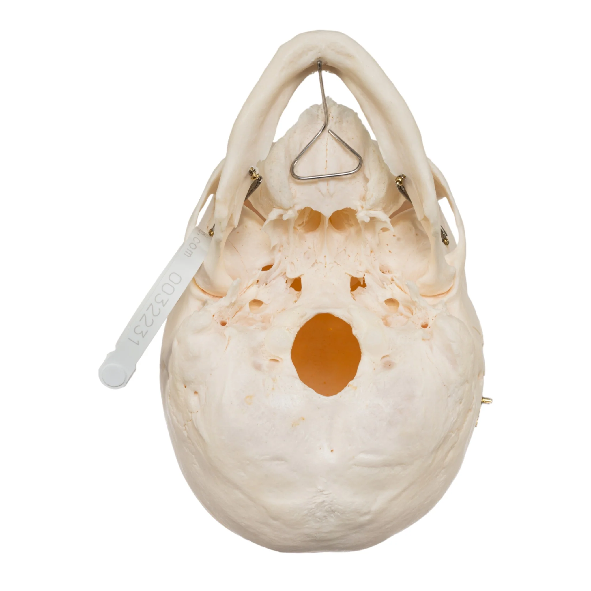 Real Research Quality Human Skull - Image 6