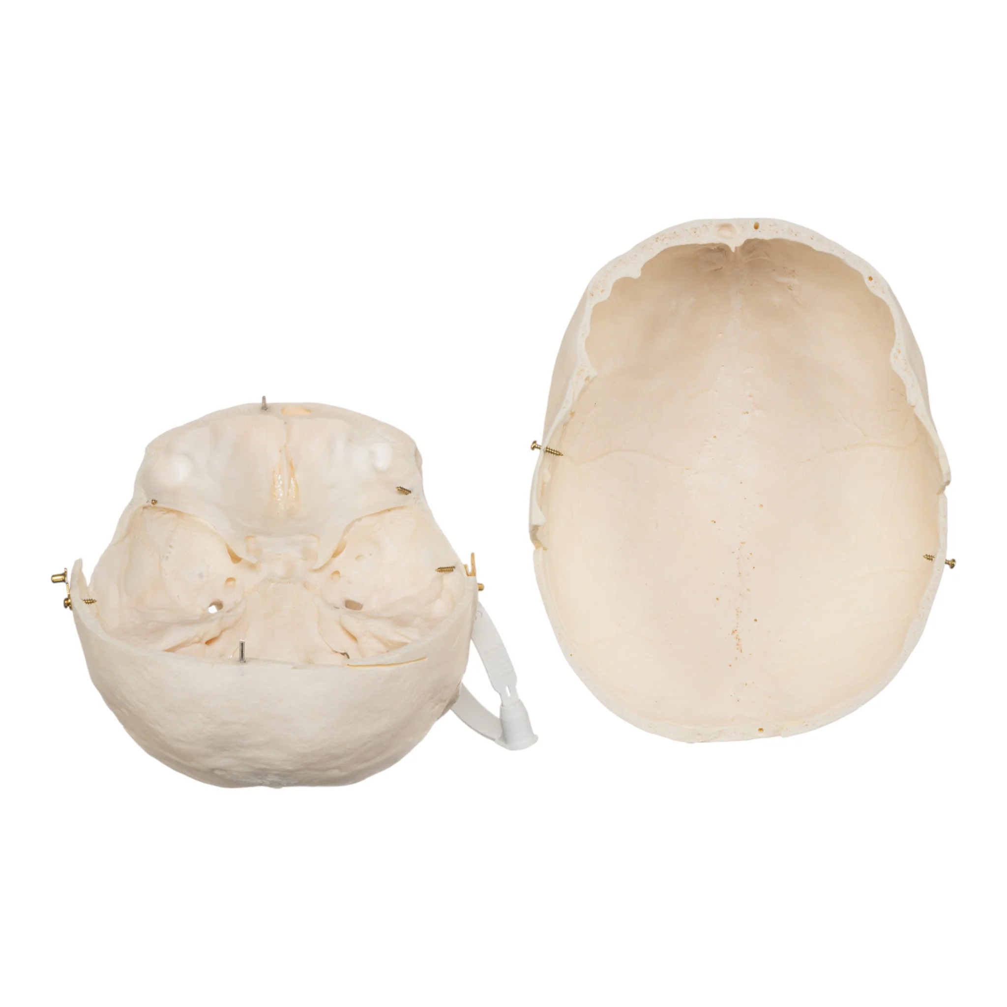 Real Research Quality Human Skull - Image 7