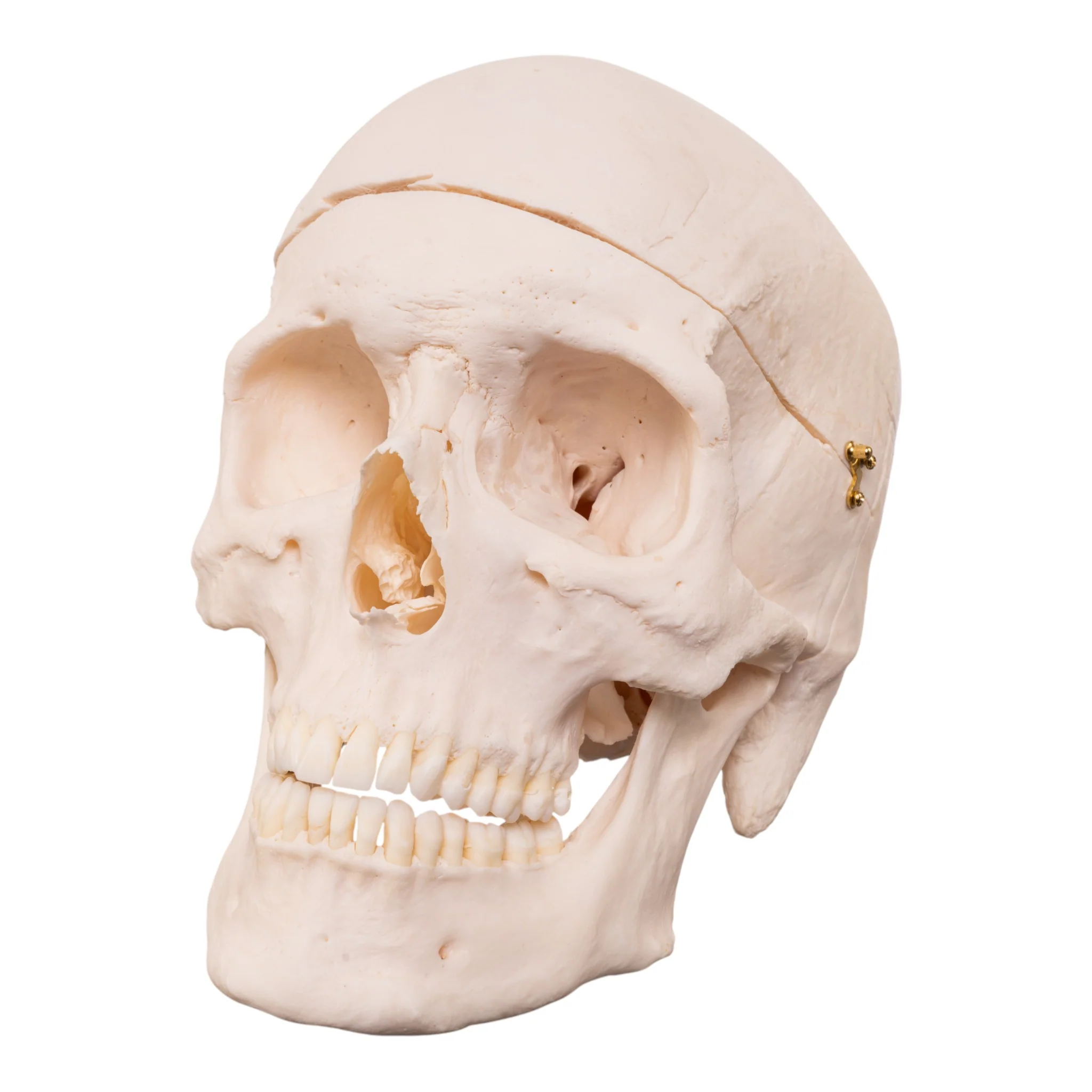 Real Research Quality Human Skull