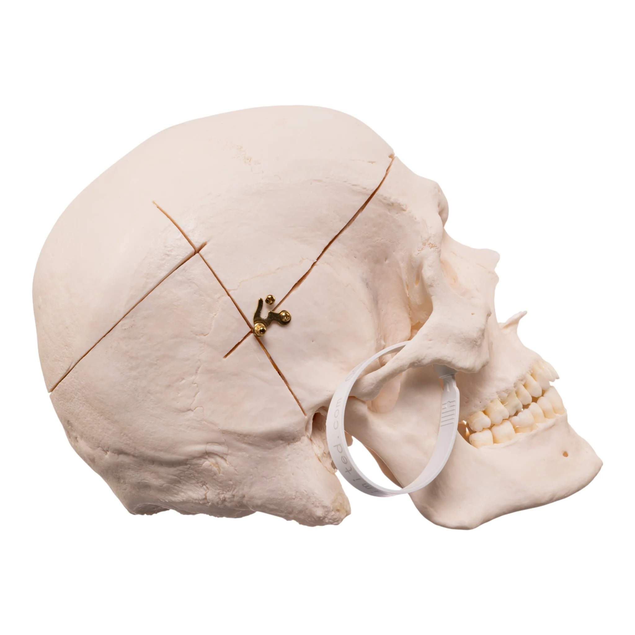 Real Research Quality Human Skull - Image 2