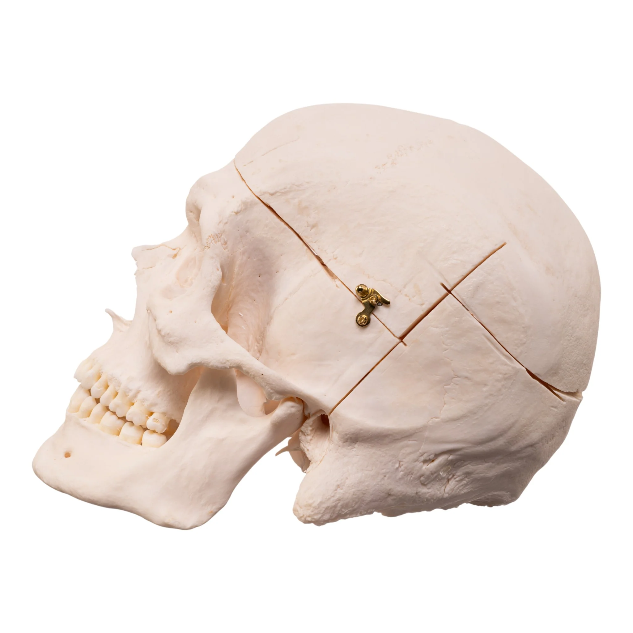 Real Research Quality Human Skull - Image 4