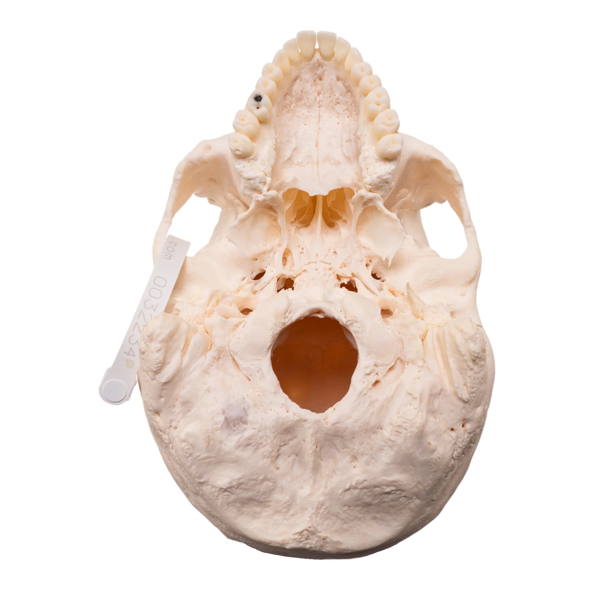 Real Research Quality Human Skull - Image 6