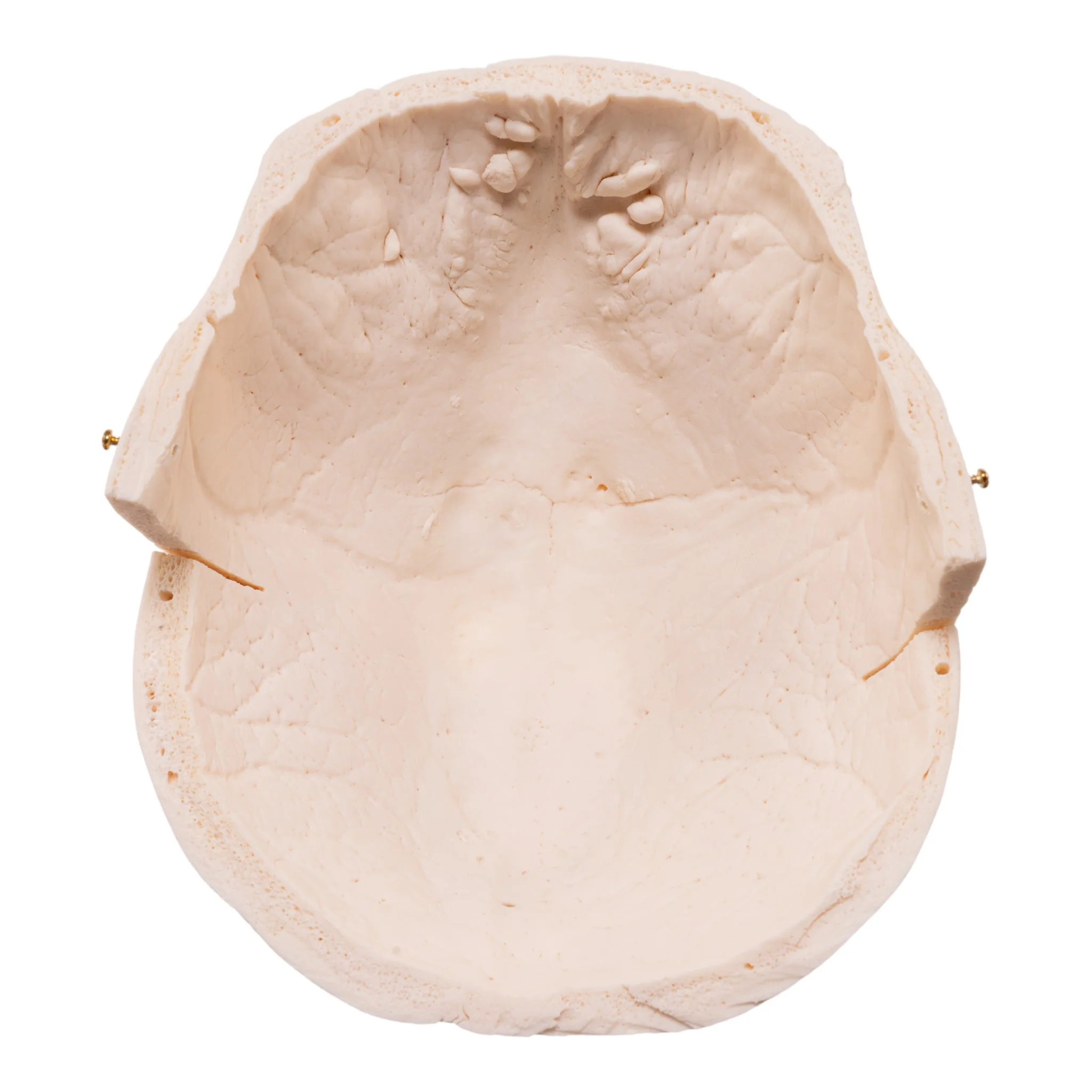 Real Research Quality Human Skull - Image 7