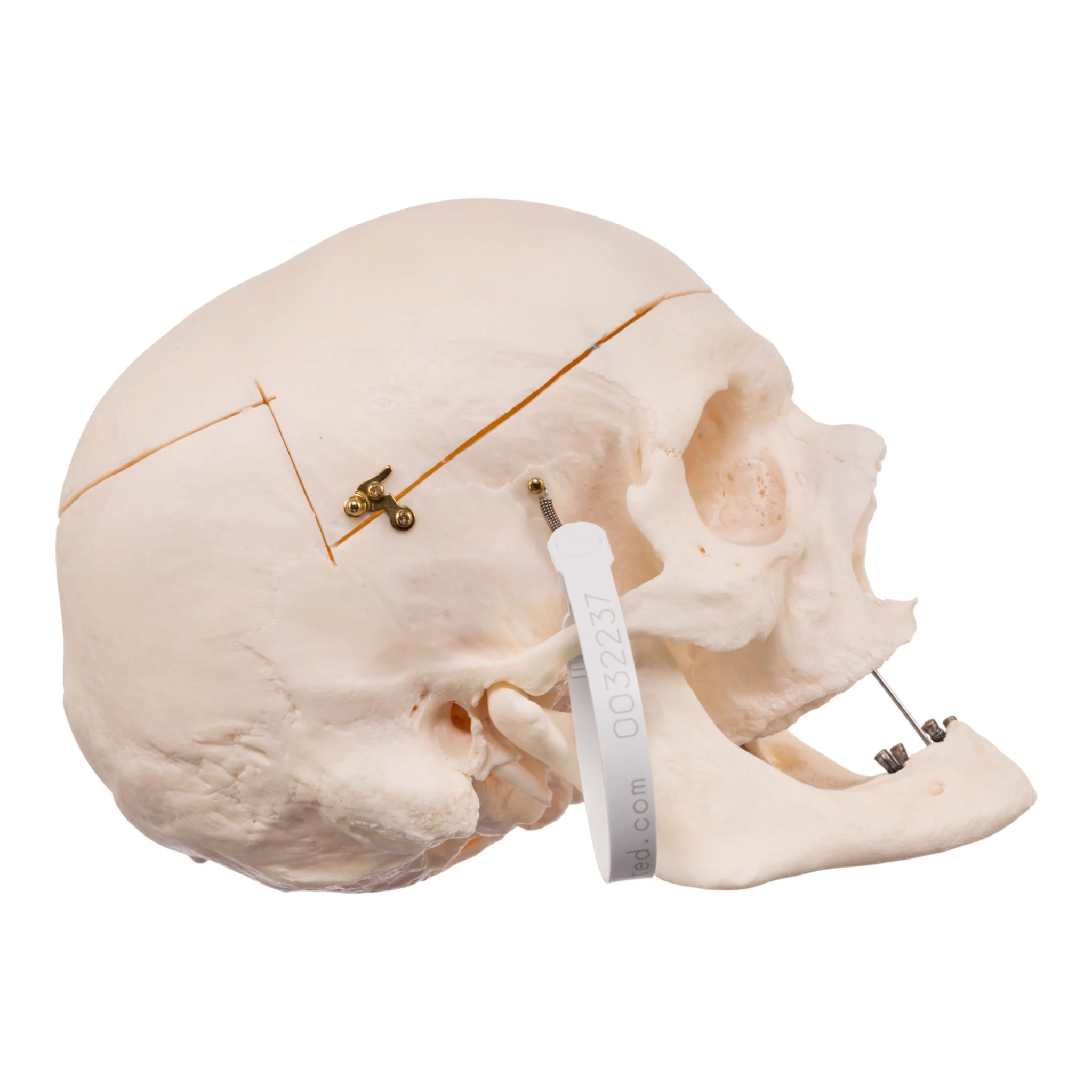Real Research Quality Human Skull - Image 2