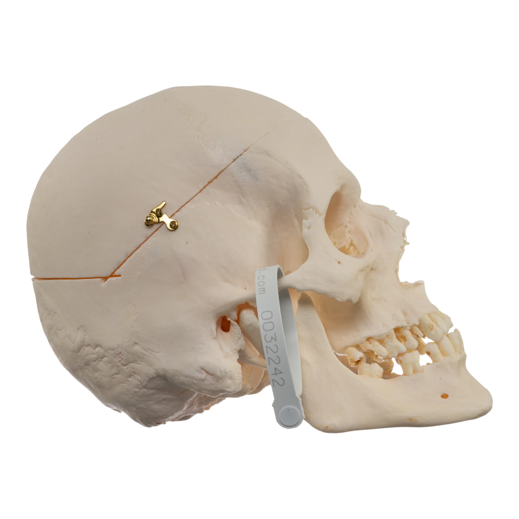 Real Research Quality Human Skull - Image 2