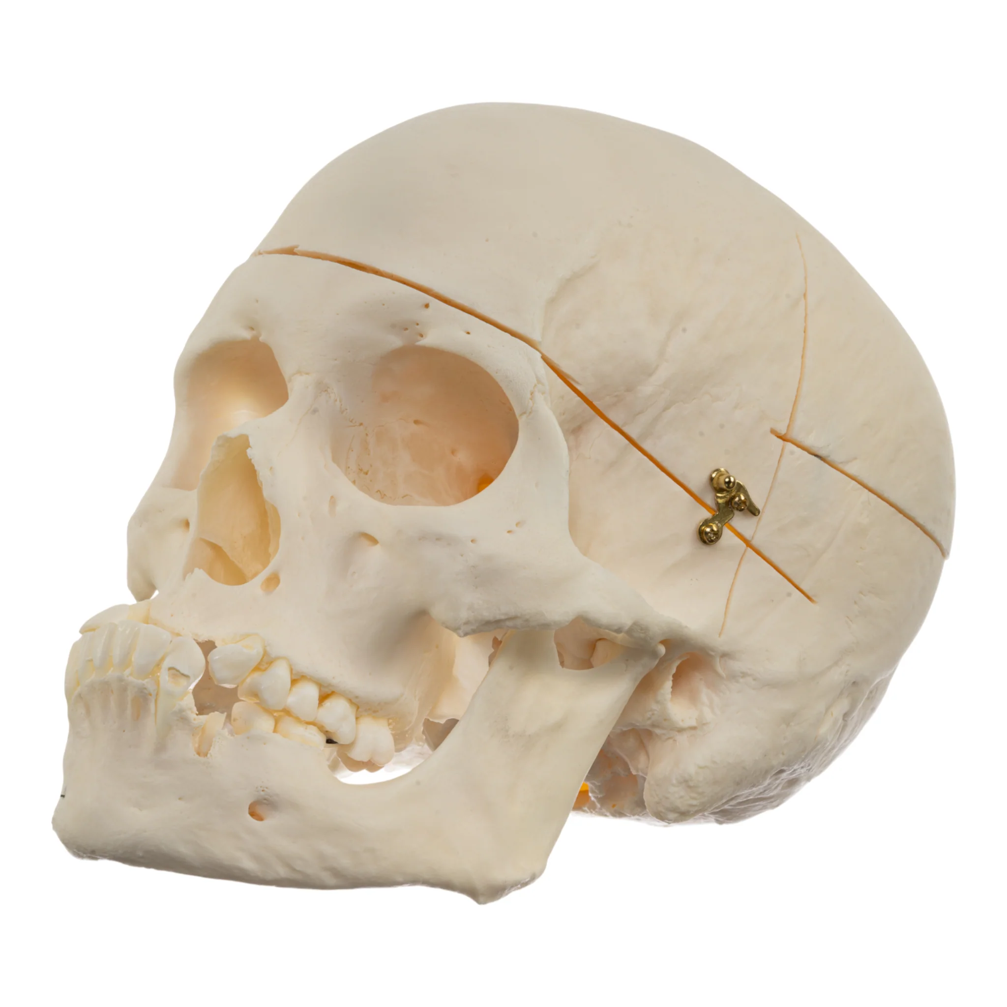 Real Research Quality Human Skull