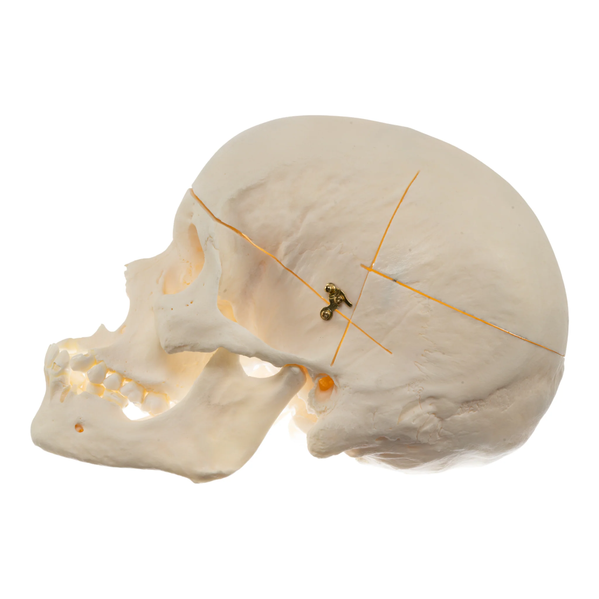 Real Research Quality Human Skull - Image 3