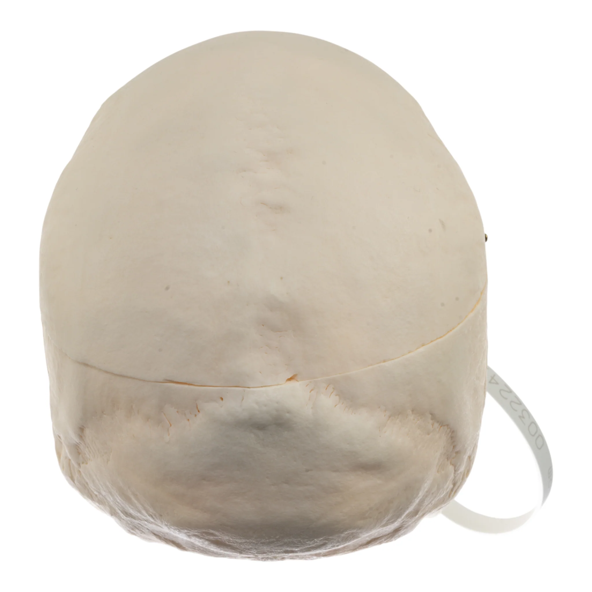 Real Research Quality Human Skull - Image 4