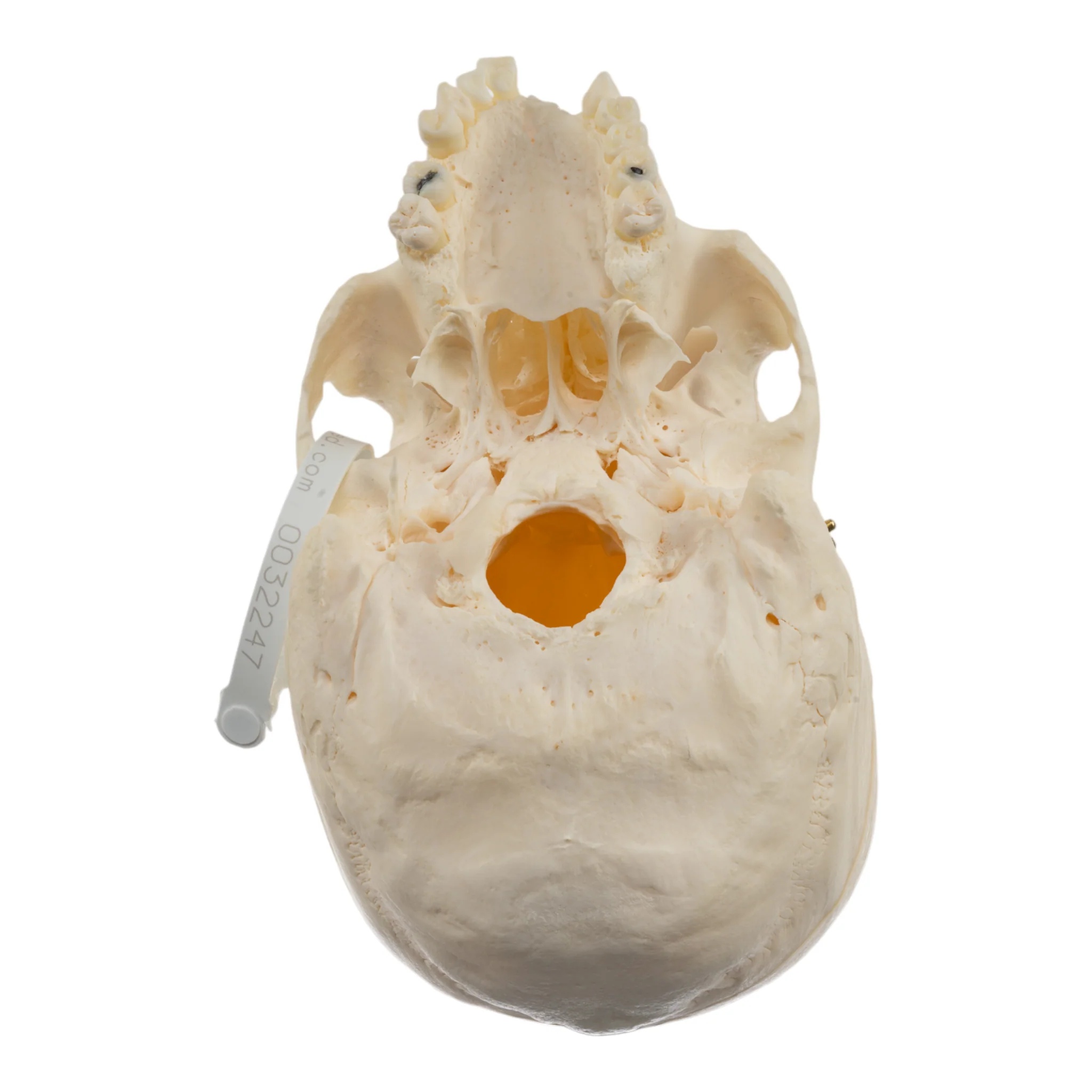 Real Research Quality Human Skull - Image 5