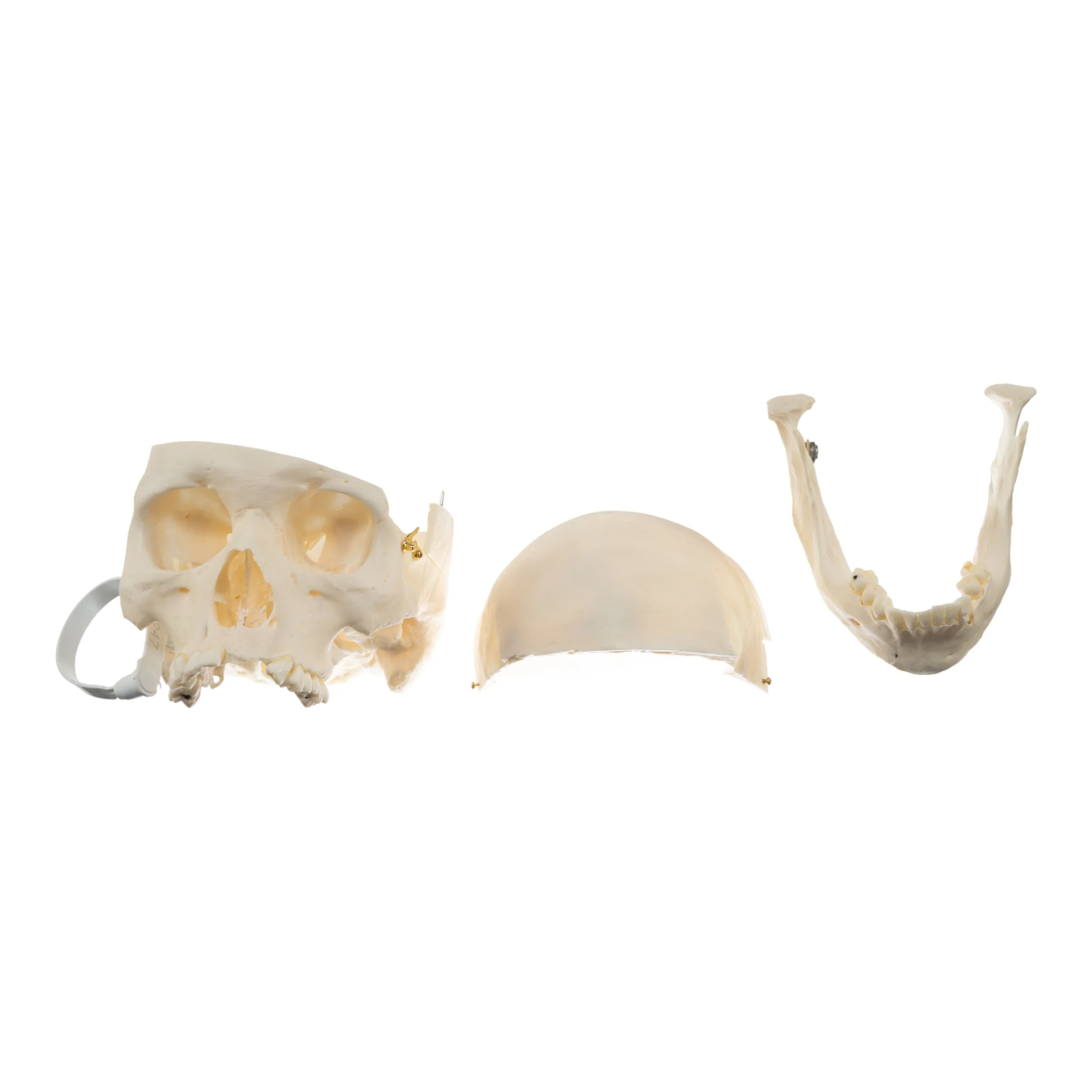 Real Research Quality Human Skull - Image 6