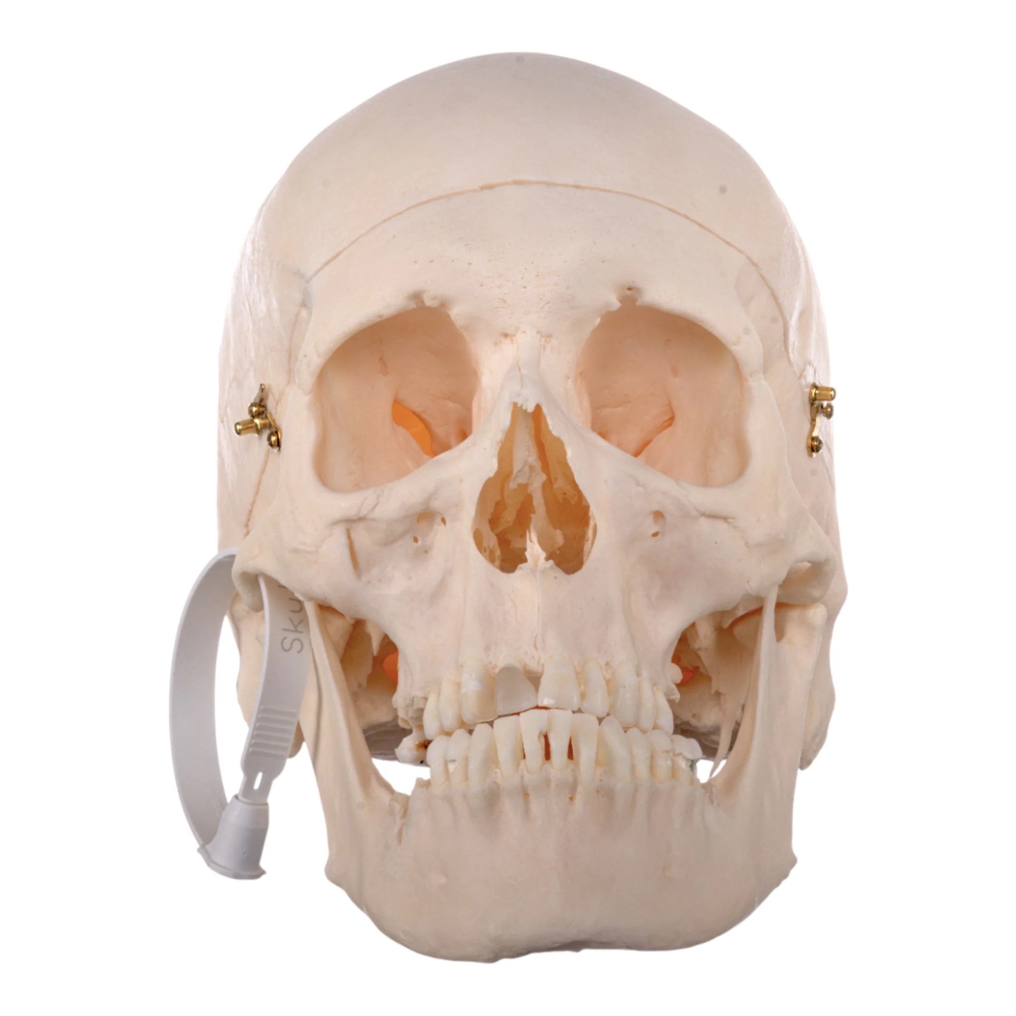 Real Research-Quality Human Skull - Image 3