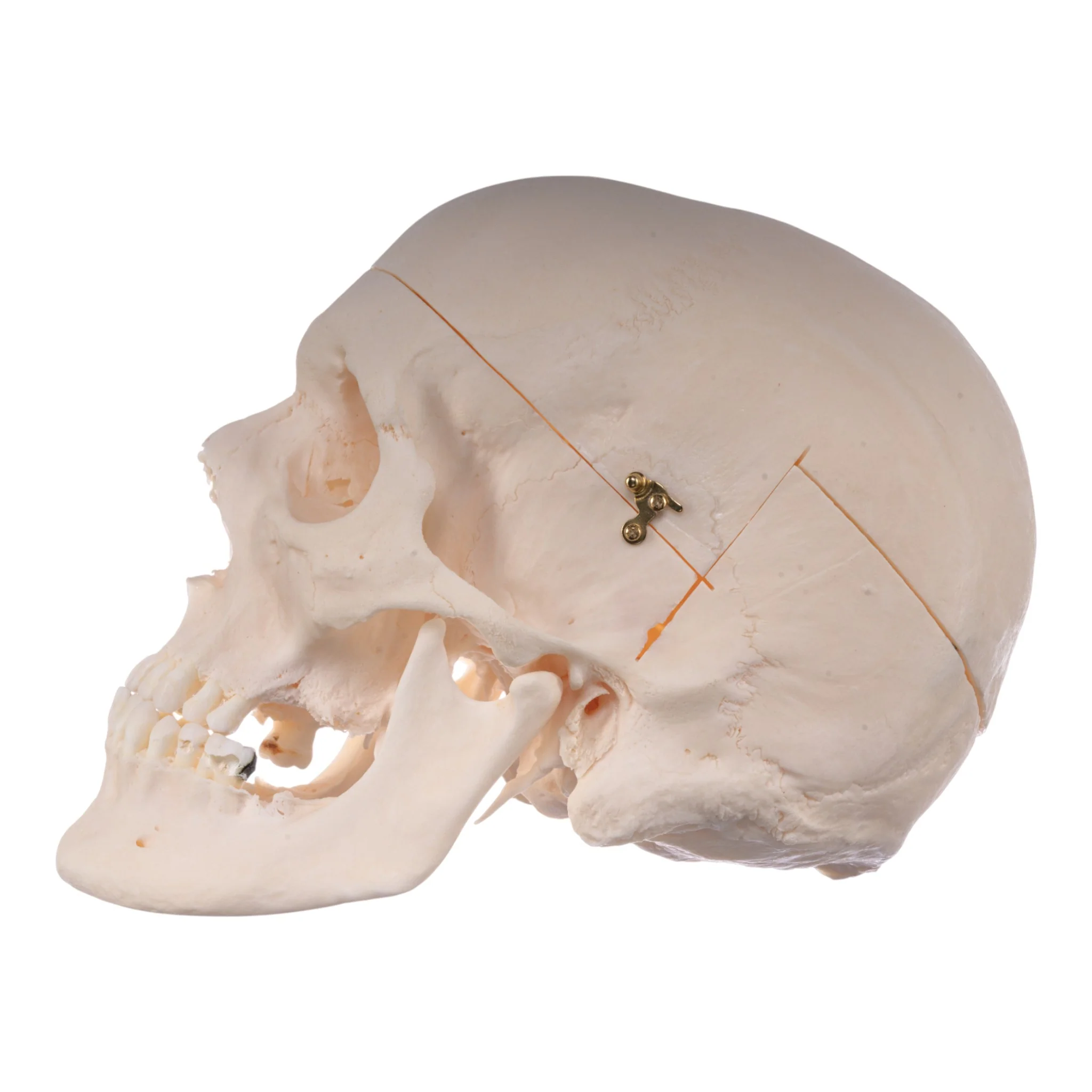 Real Research-Quality Human Skull - Image 4