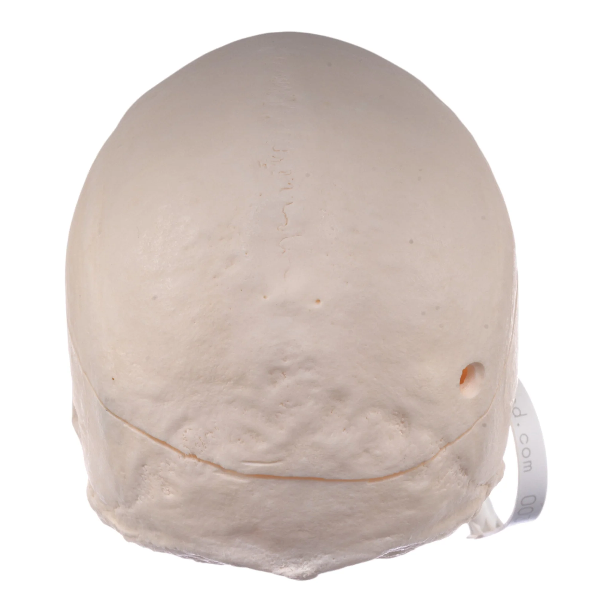 Real Research-Quality Human Skull - Image 5