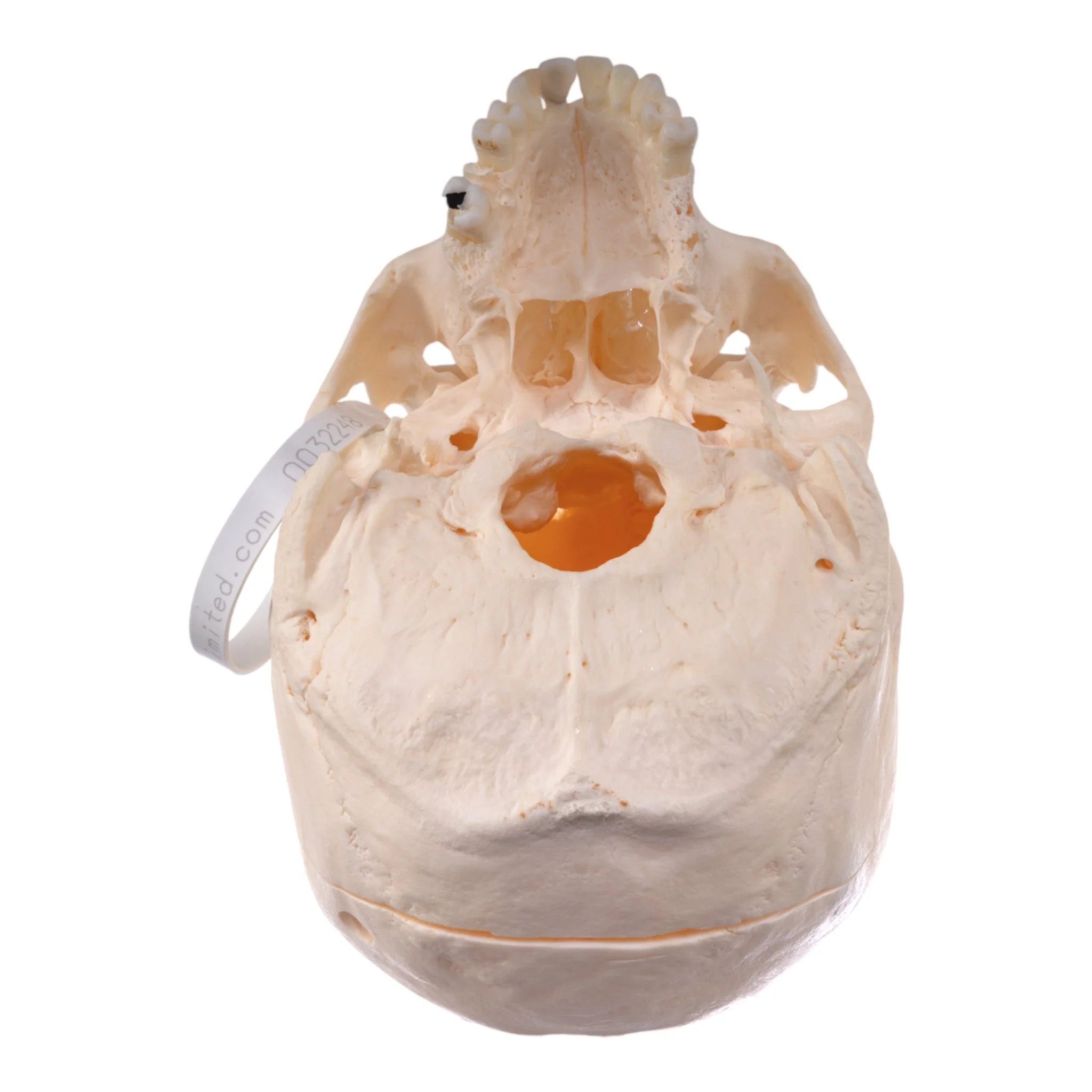 Real Research-Quality Human Skull - Image 6