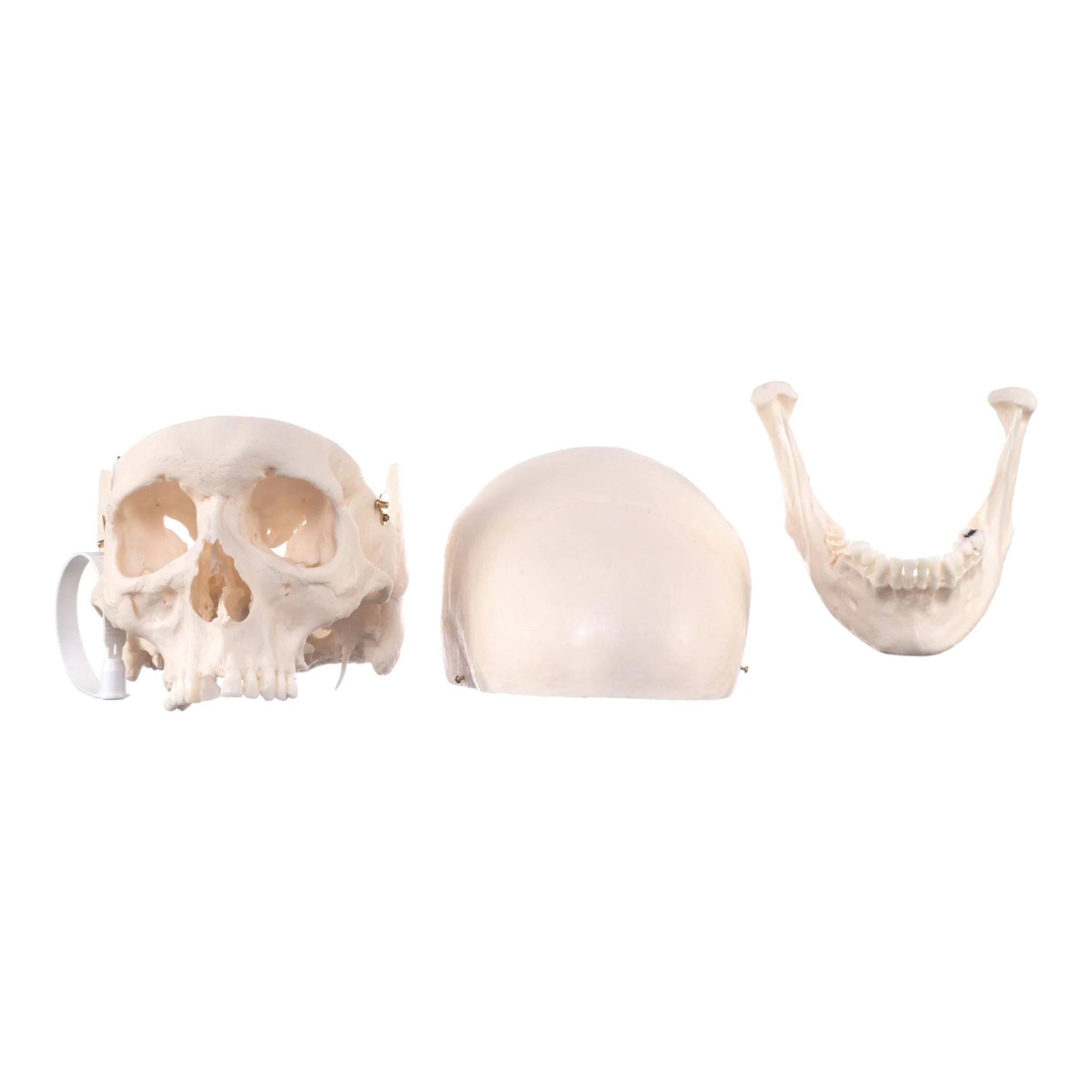 Real Research-Quality Human Skull - Image 7
