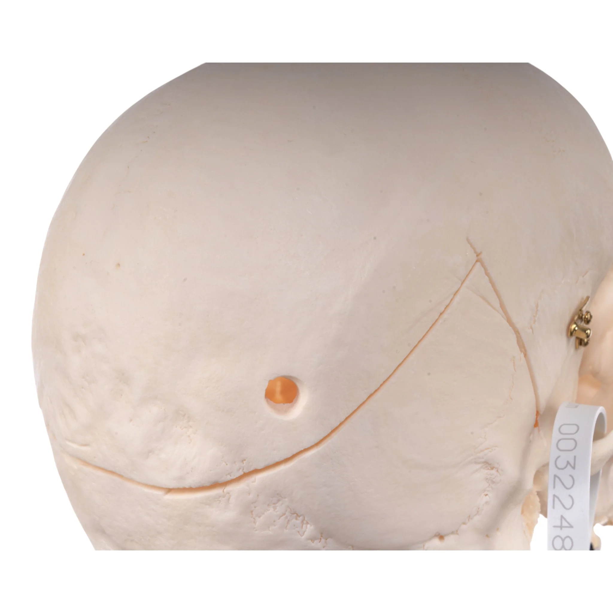 Real Research-Quality Human Skull - Image 8
