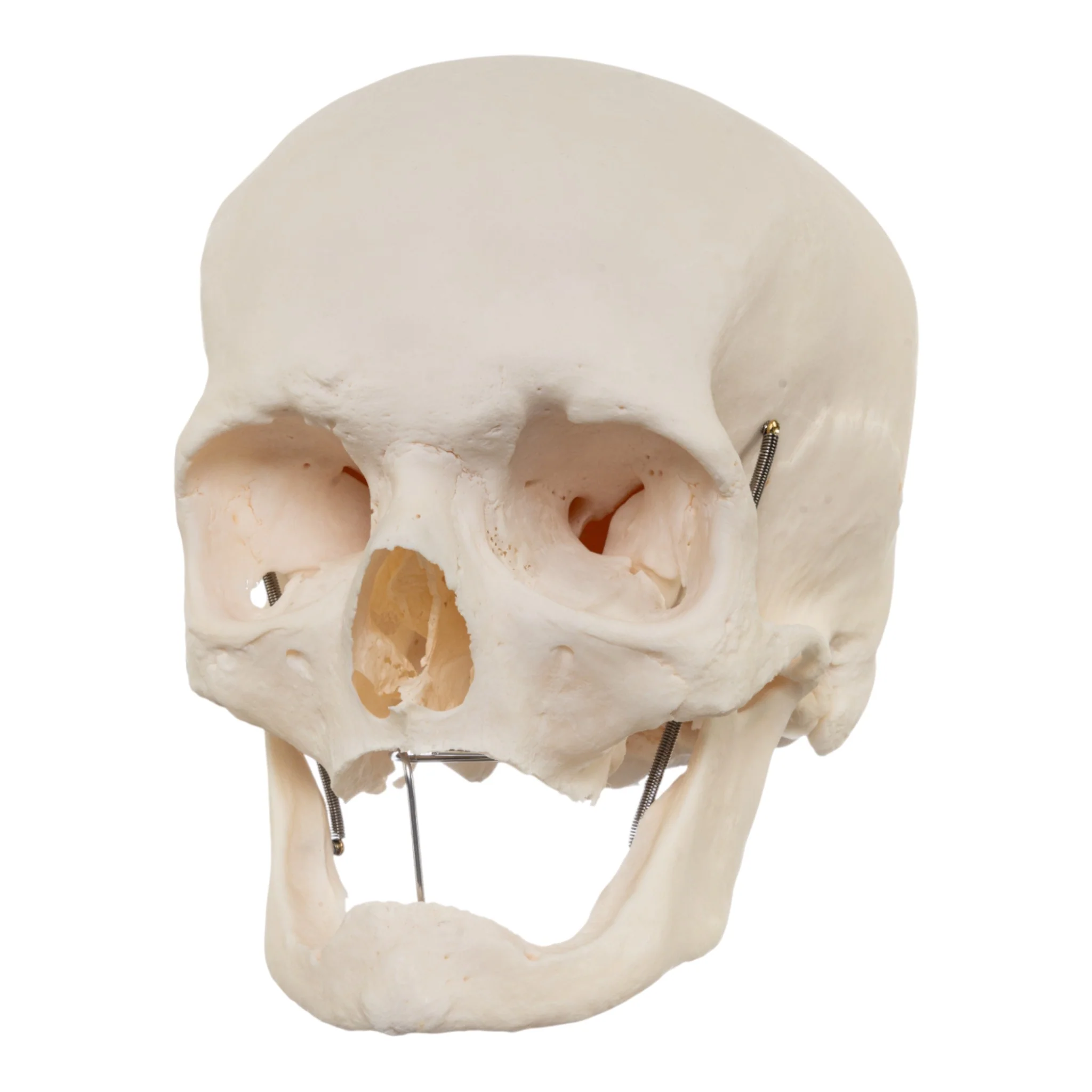 Real Research Quality Human Skull