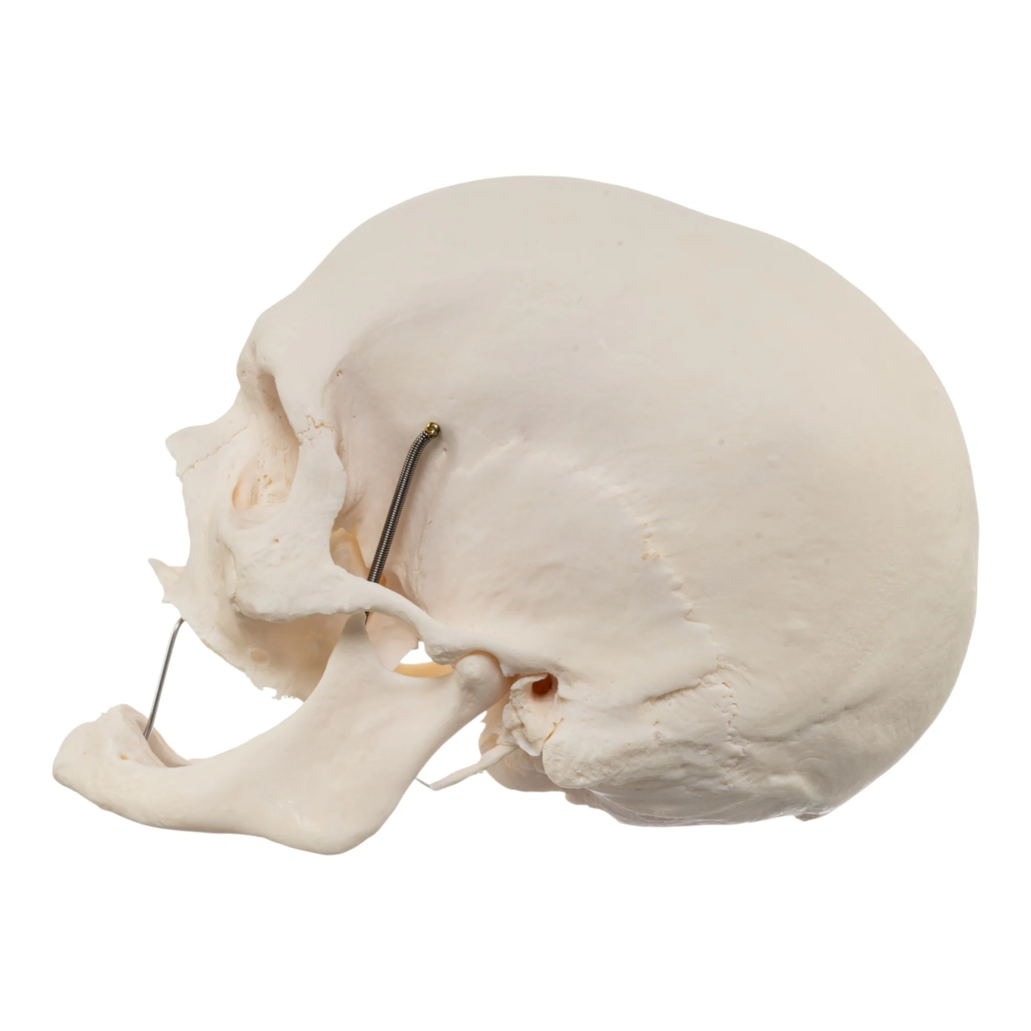 Real Research Quality Human Skull - Image 4
