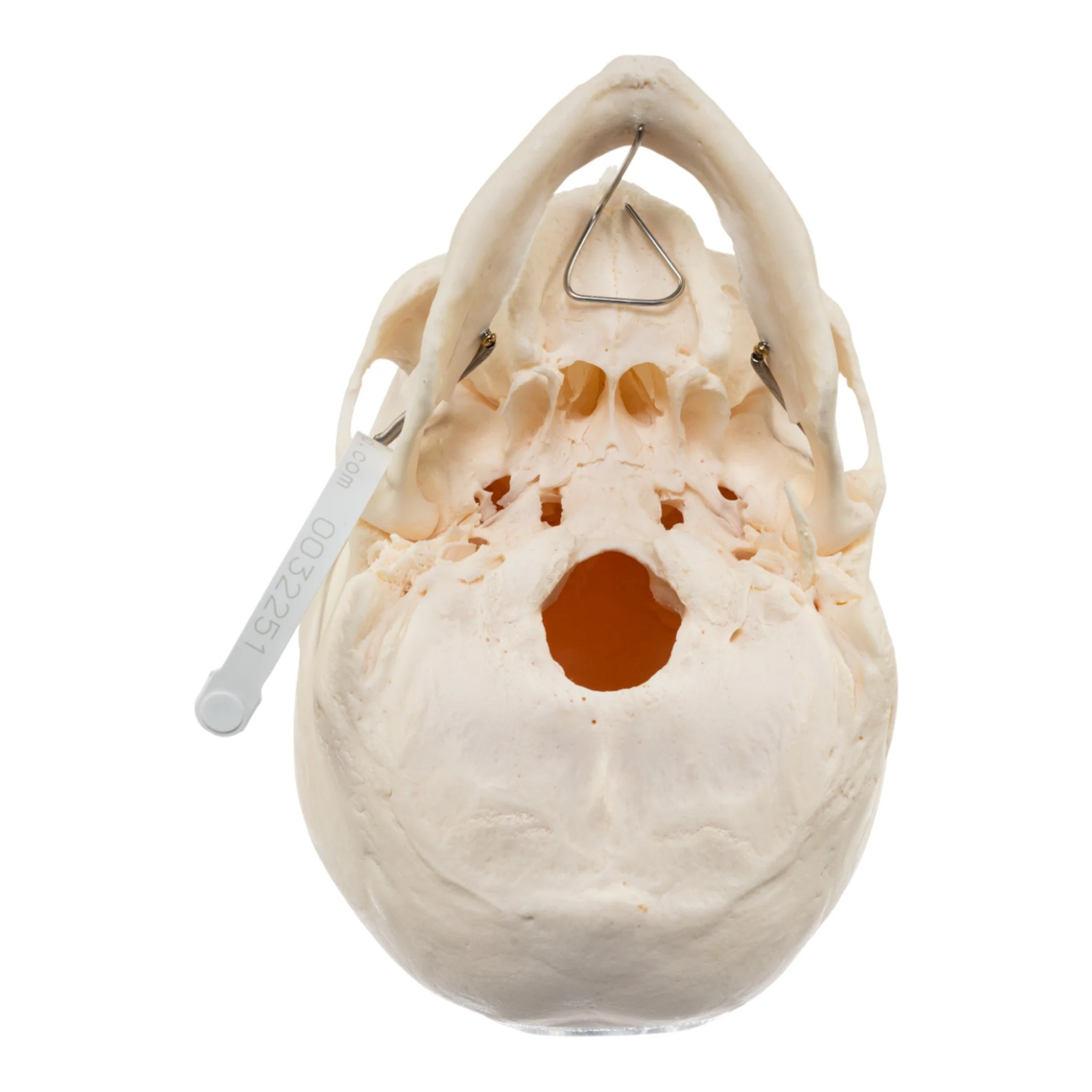 Real Research Quality Human Skull - Image 5