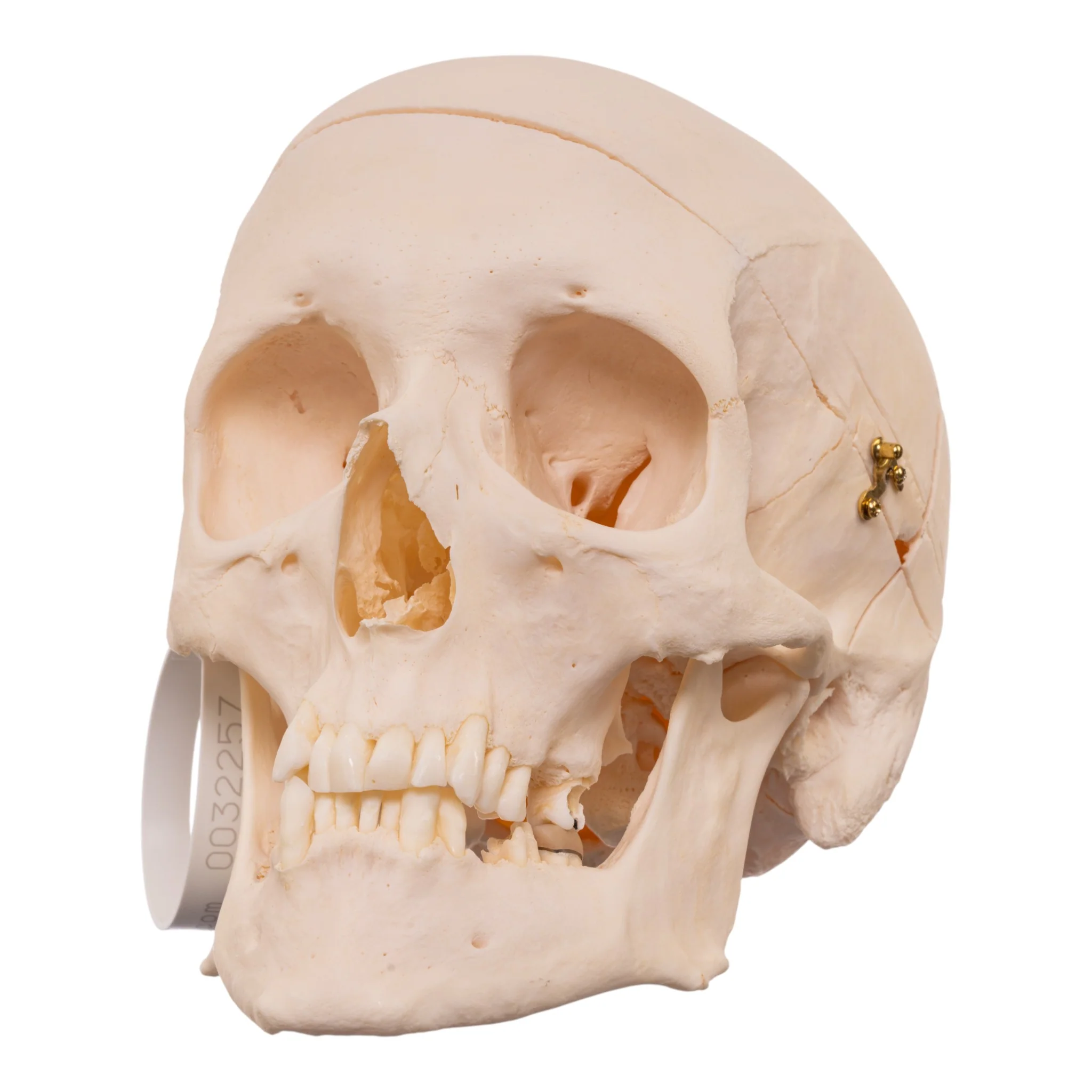 Real Research Quality Human Skull