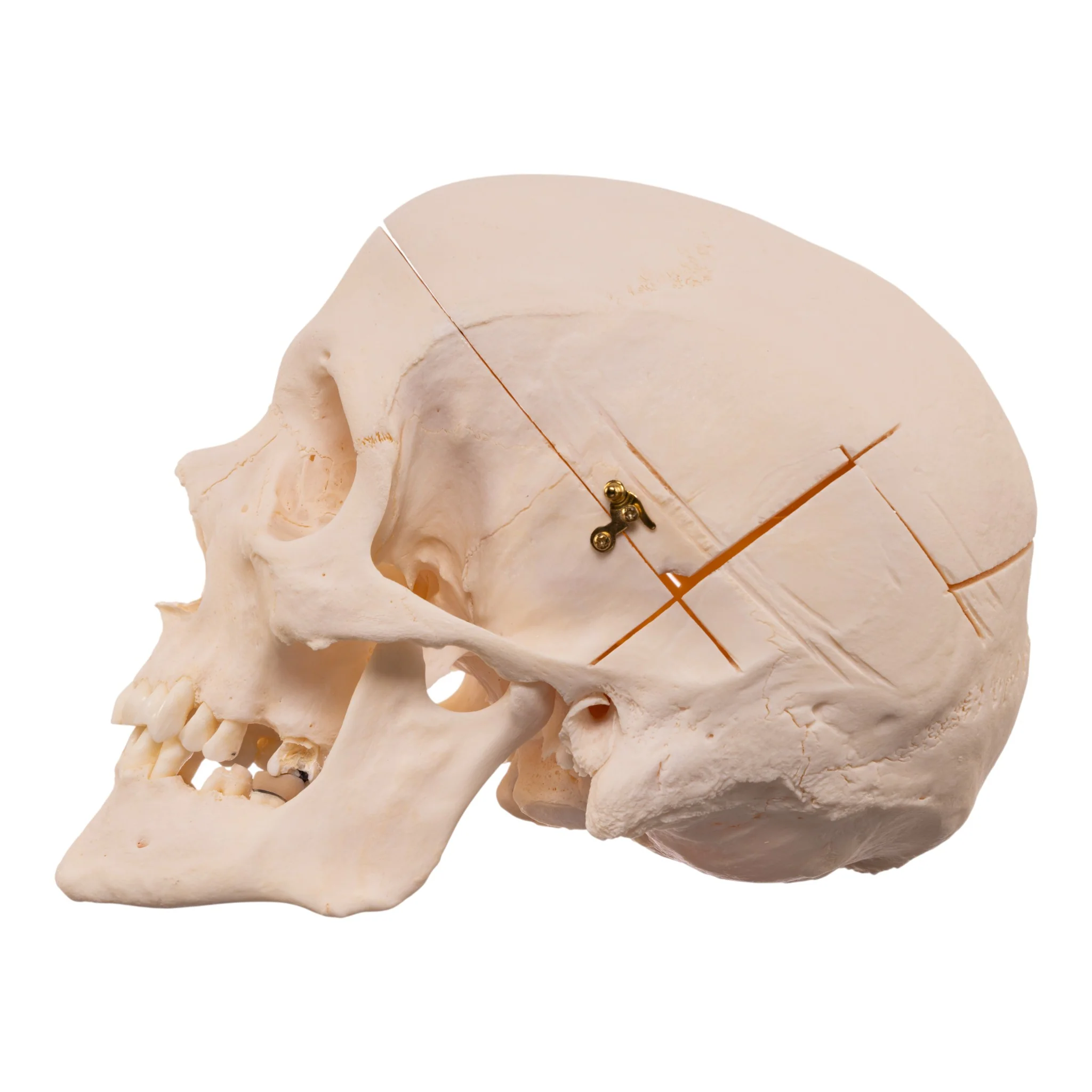 Real Research Quality Human Skull - Image 4