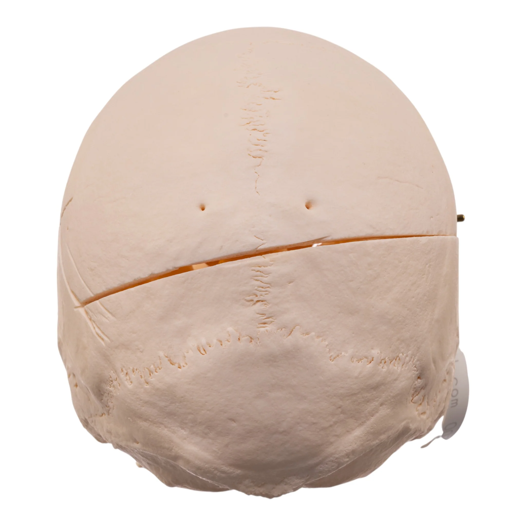 Real Research Quality Human Skull - Image 5