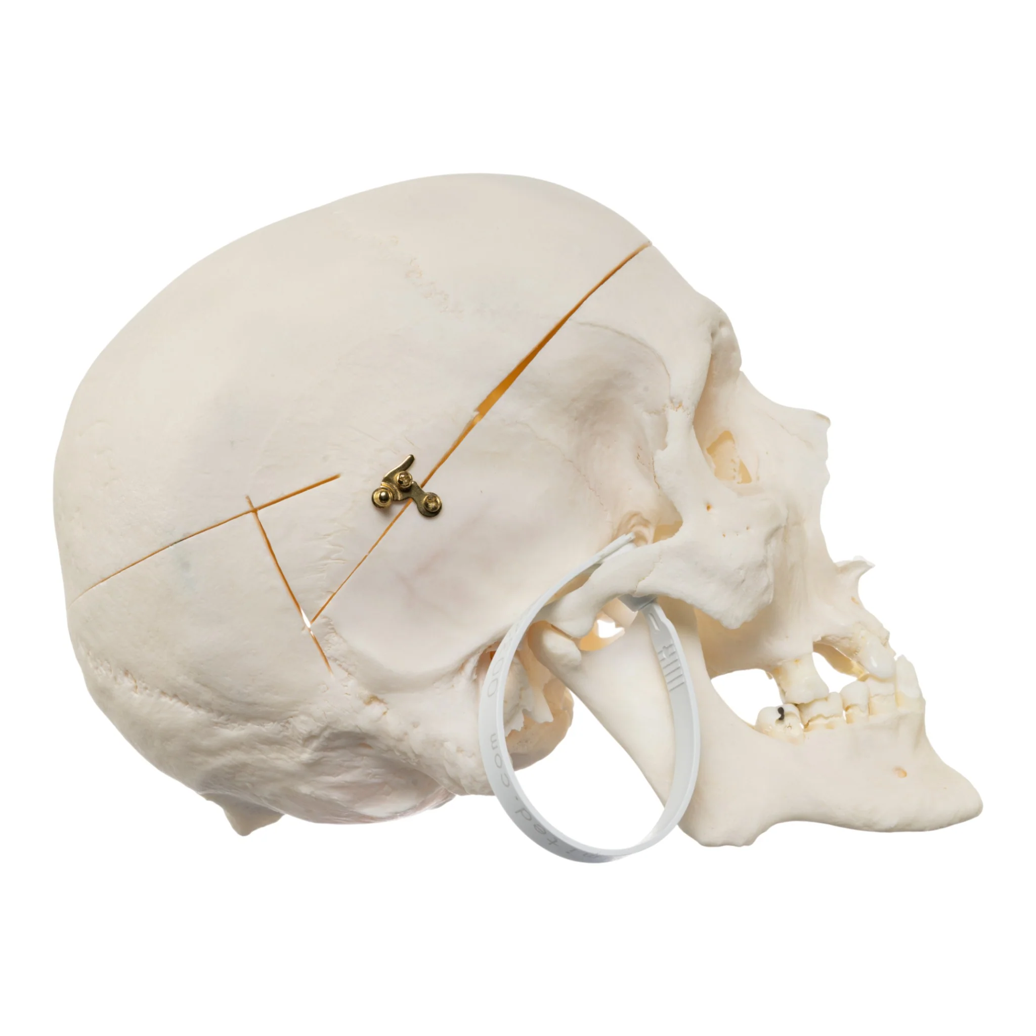 Real Research Quality Human Skull - Image 2