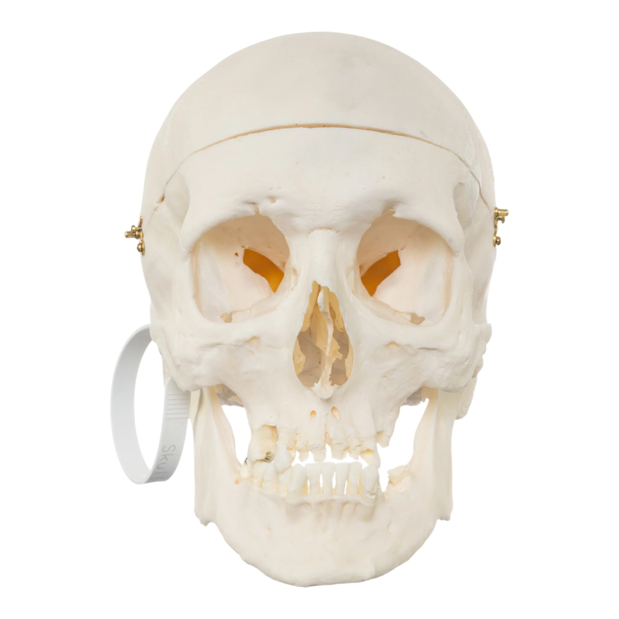 Real Research Quality Human Skull - Image 3