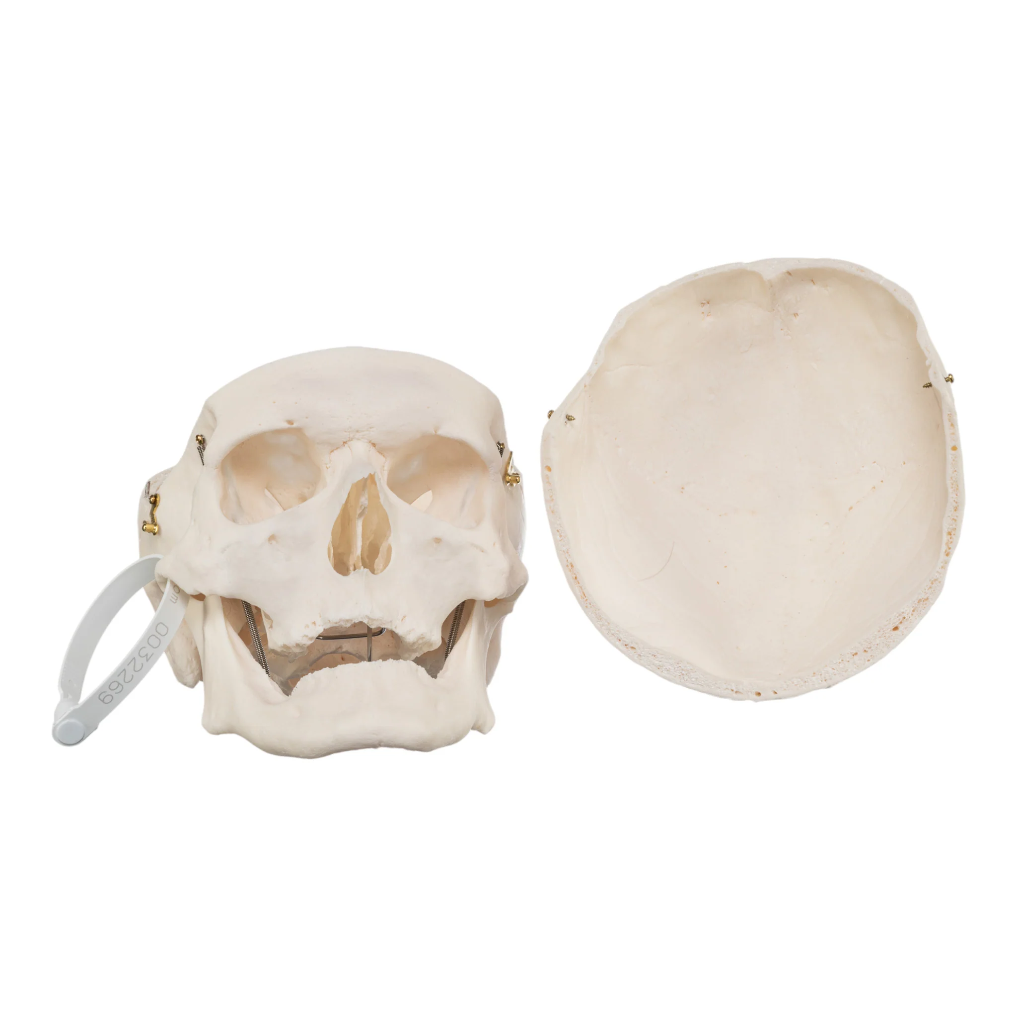 Real Research Quality Human Skull - Image 7