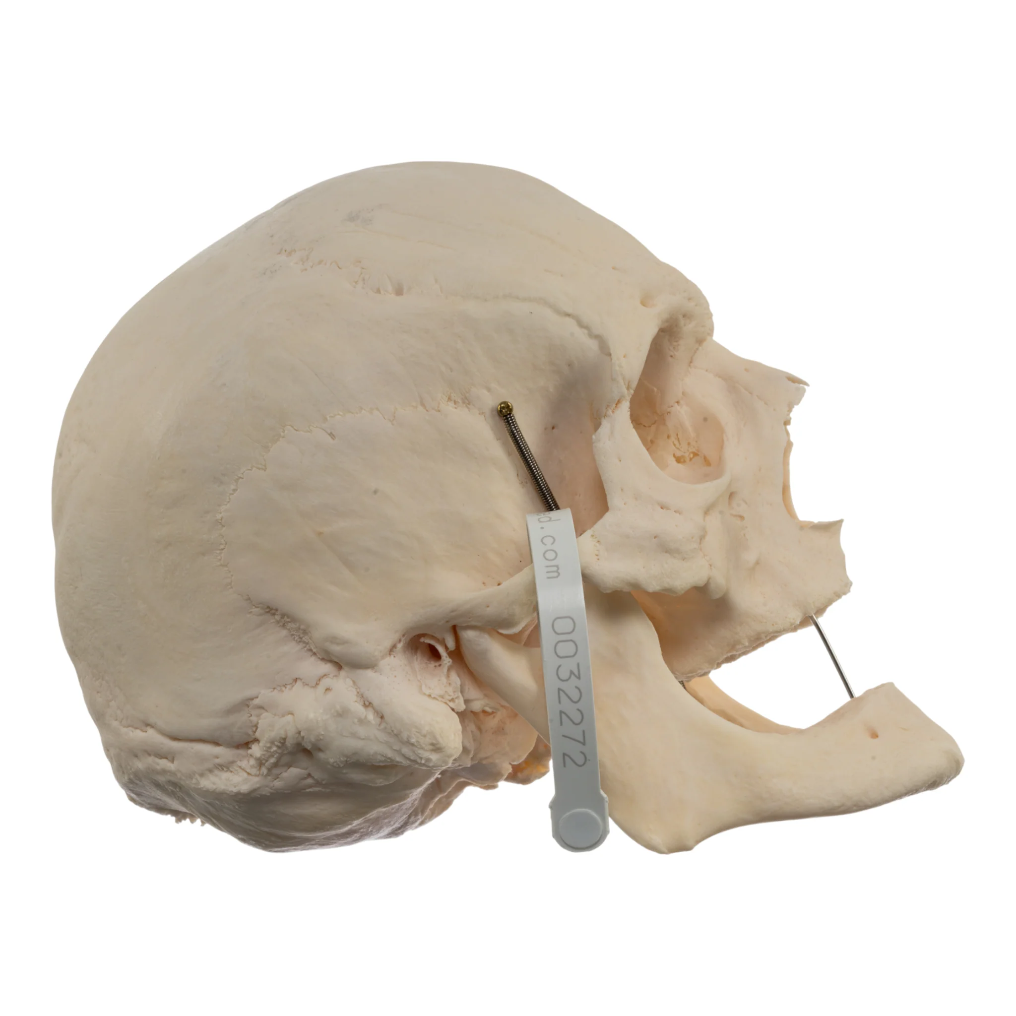 Real Research Quality Human Skull - Image 2
