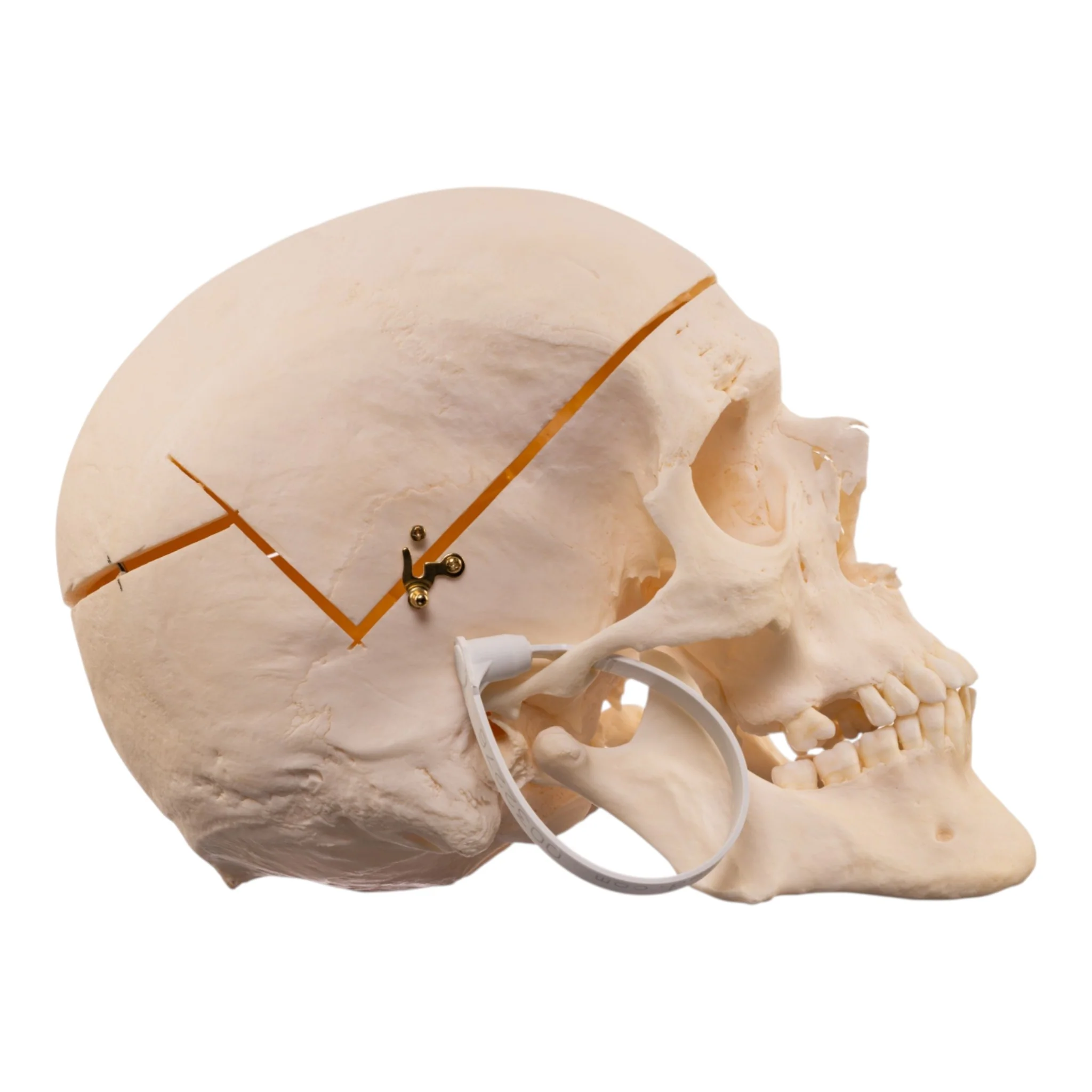 Real Research Quality Human Skull - Image 2