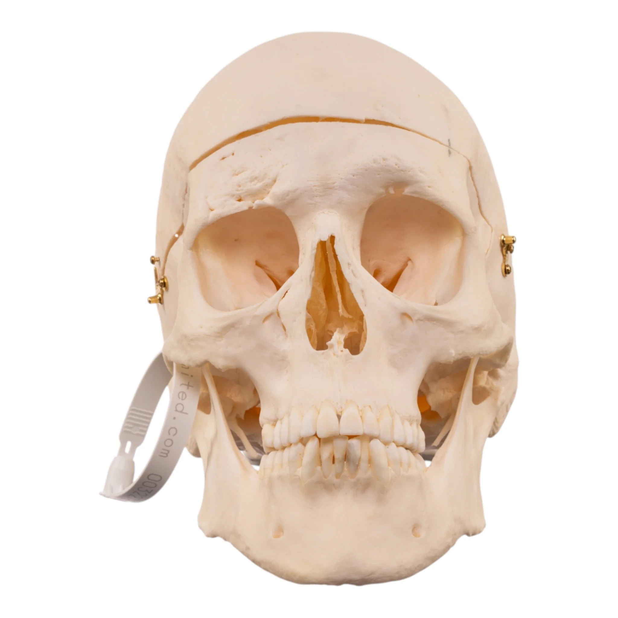 Real Research Quality Human Skull - Image 3