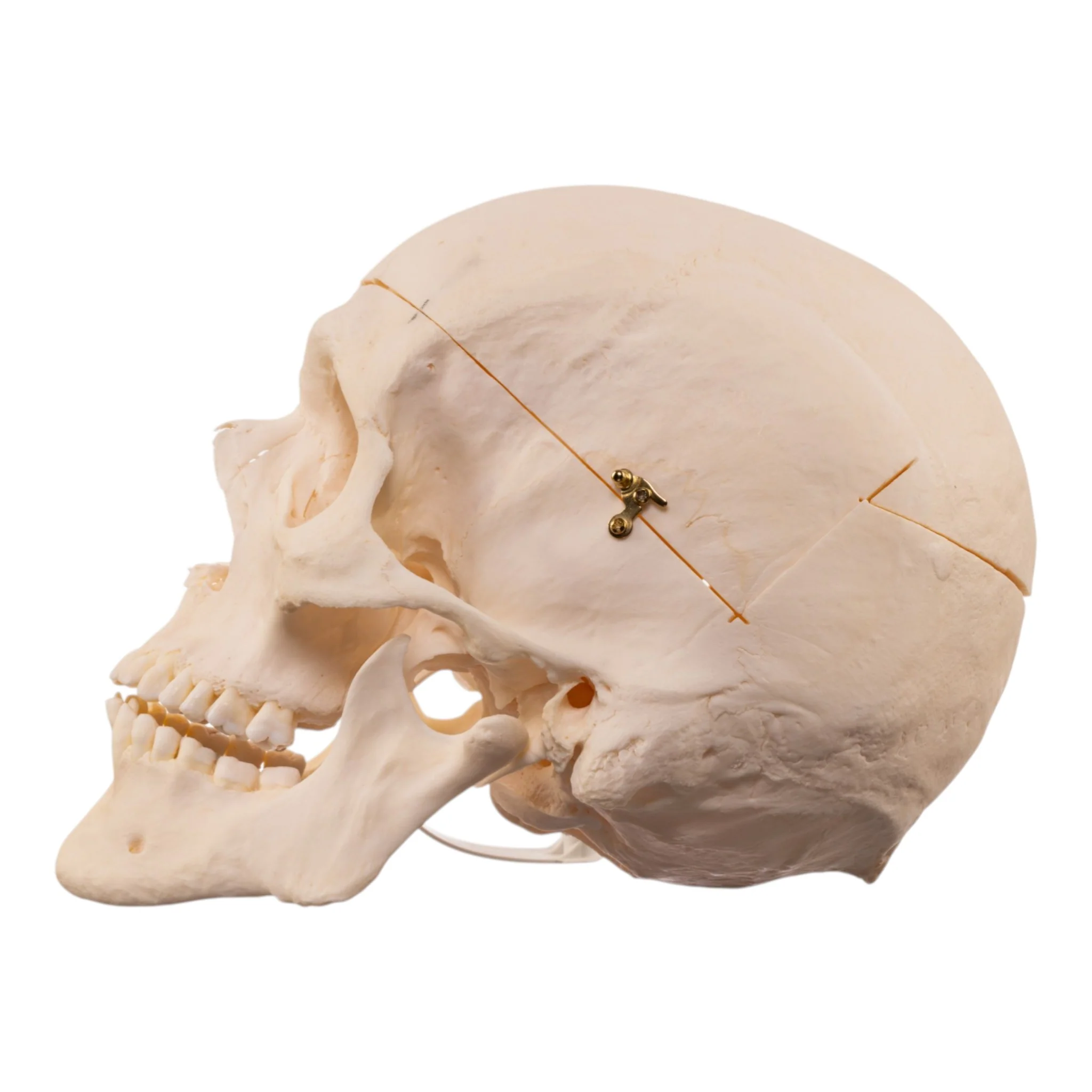 Real Research Quality Human Skull - Image 4
