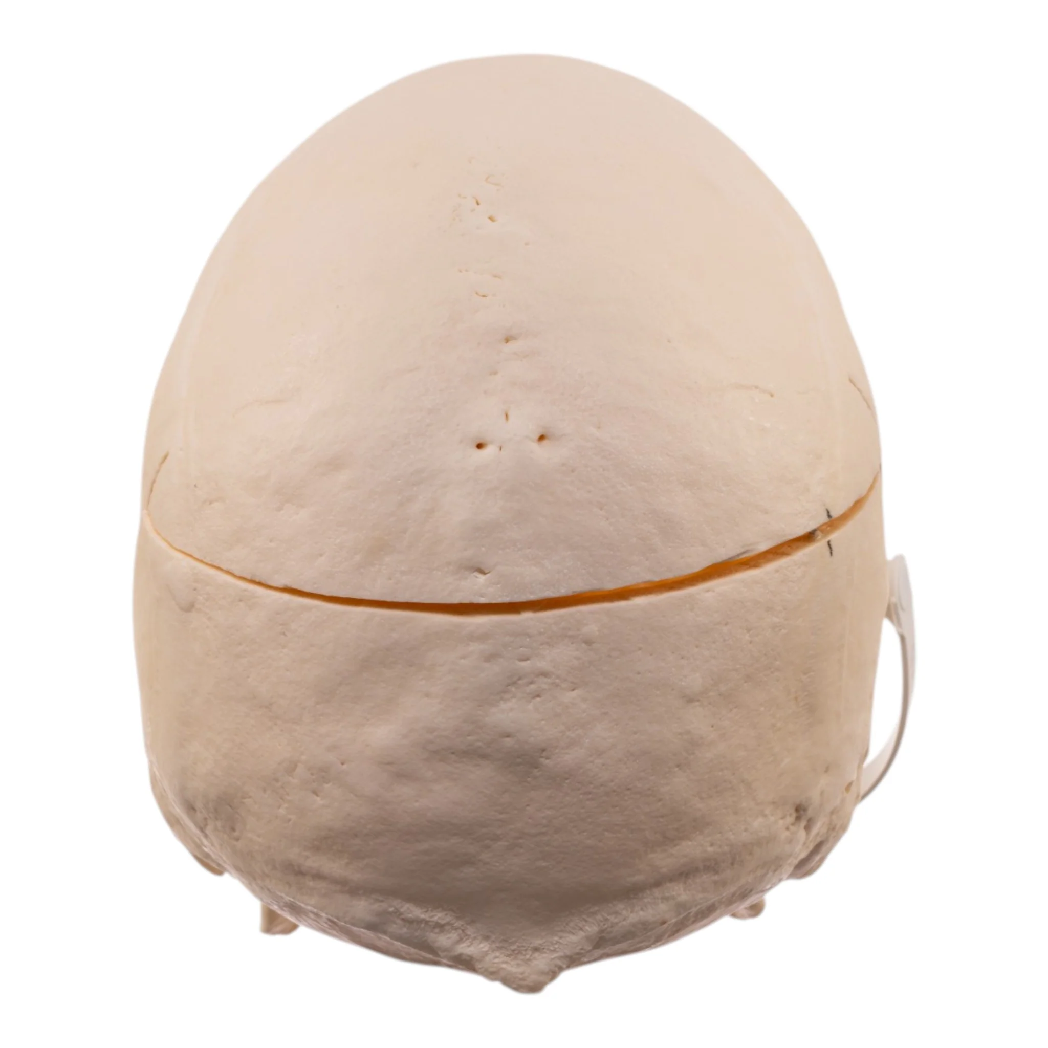 Real Research Quality Human Skull - Image 5