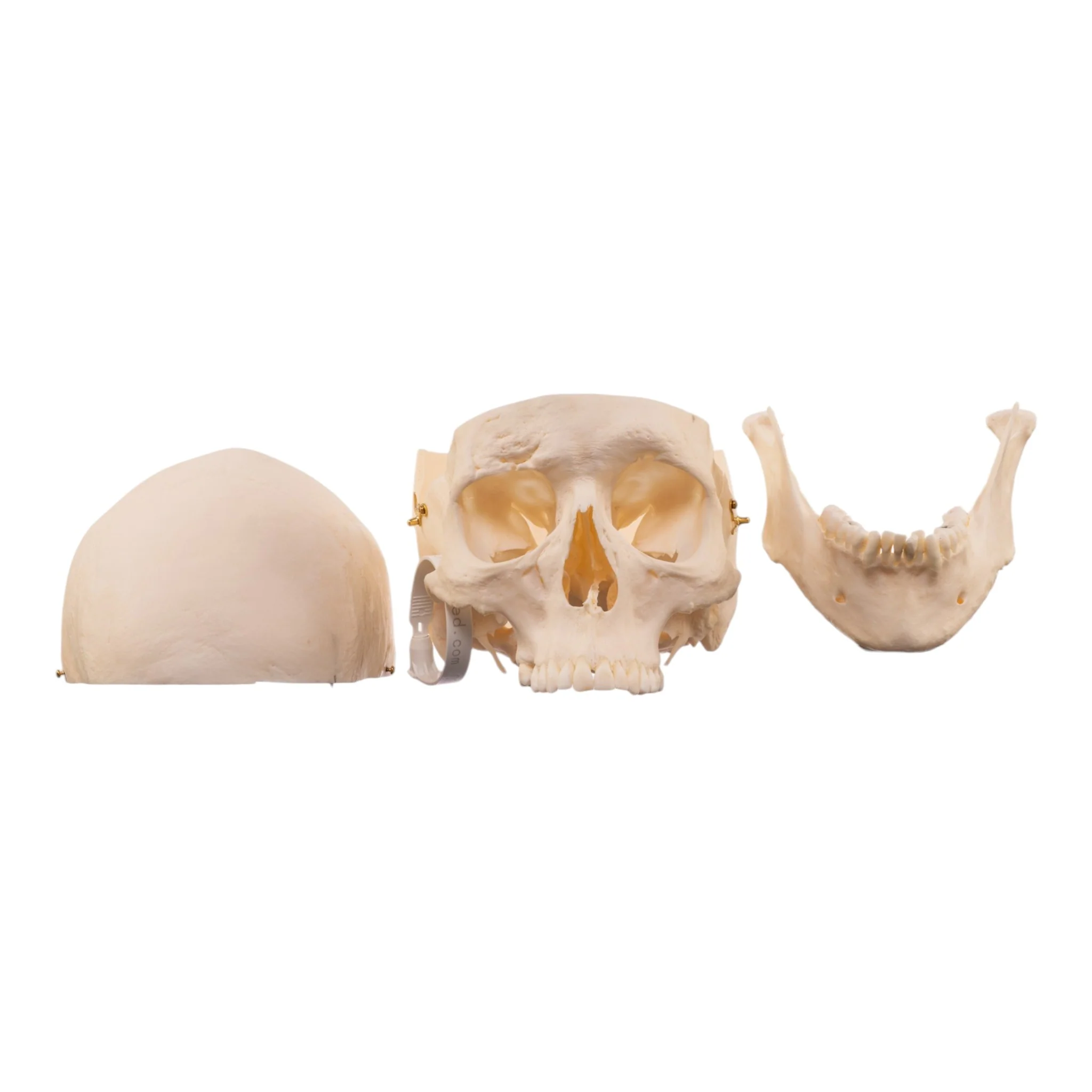 Real Research Quality Human Skull - Image 7