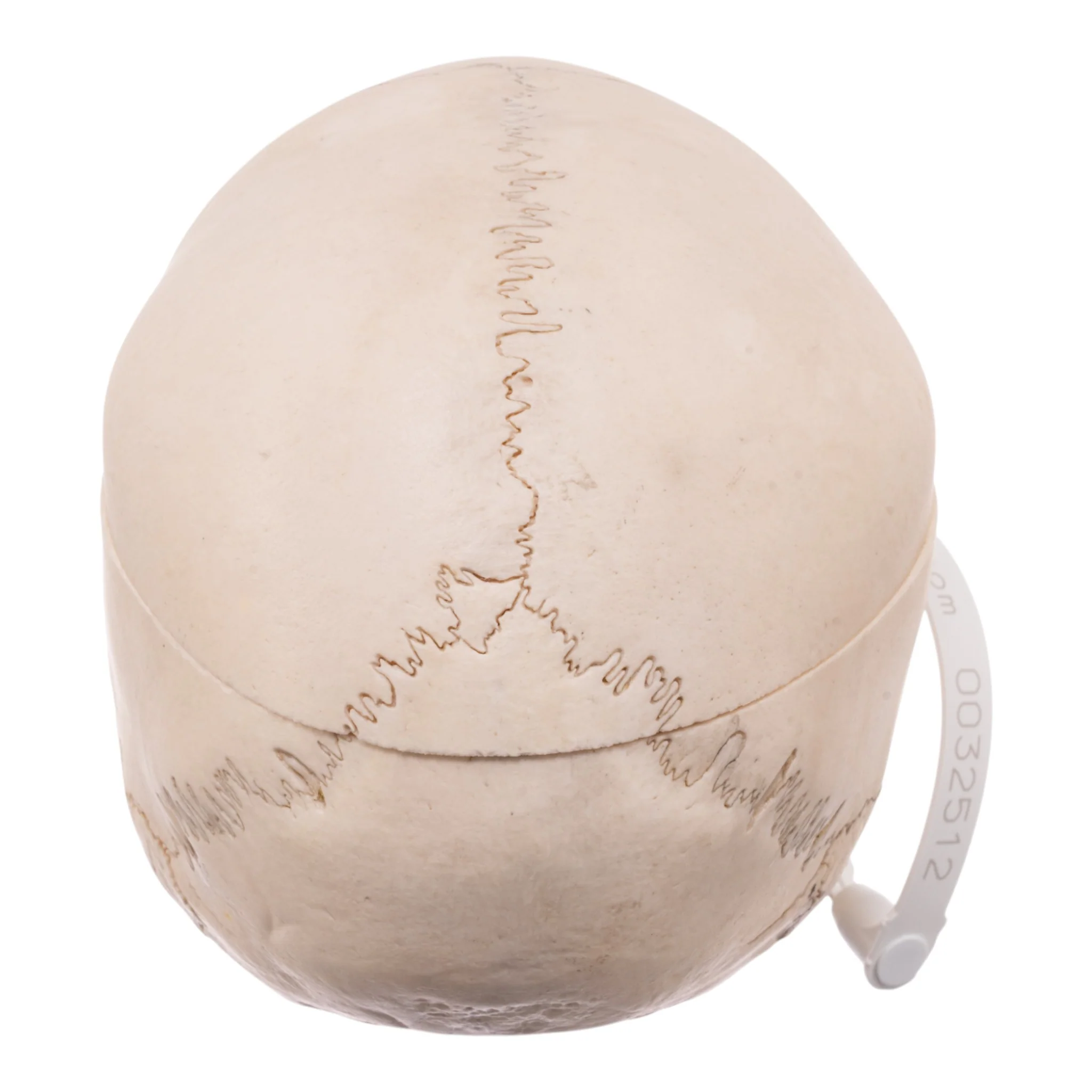Real Child Human Skull With Case - Image 6