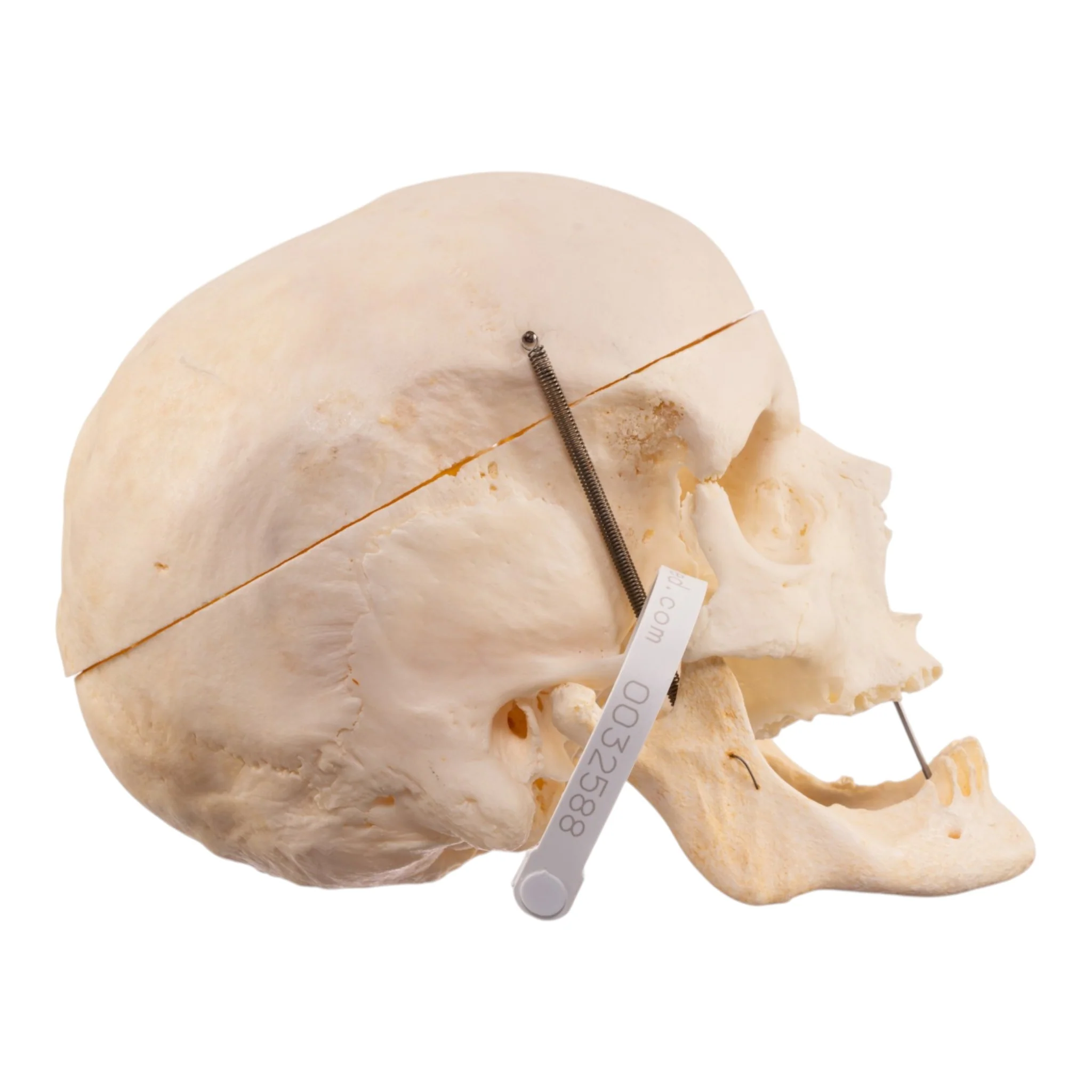 Real Human Skull - Image 2