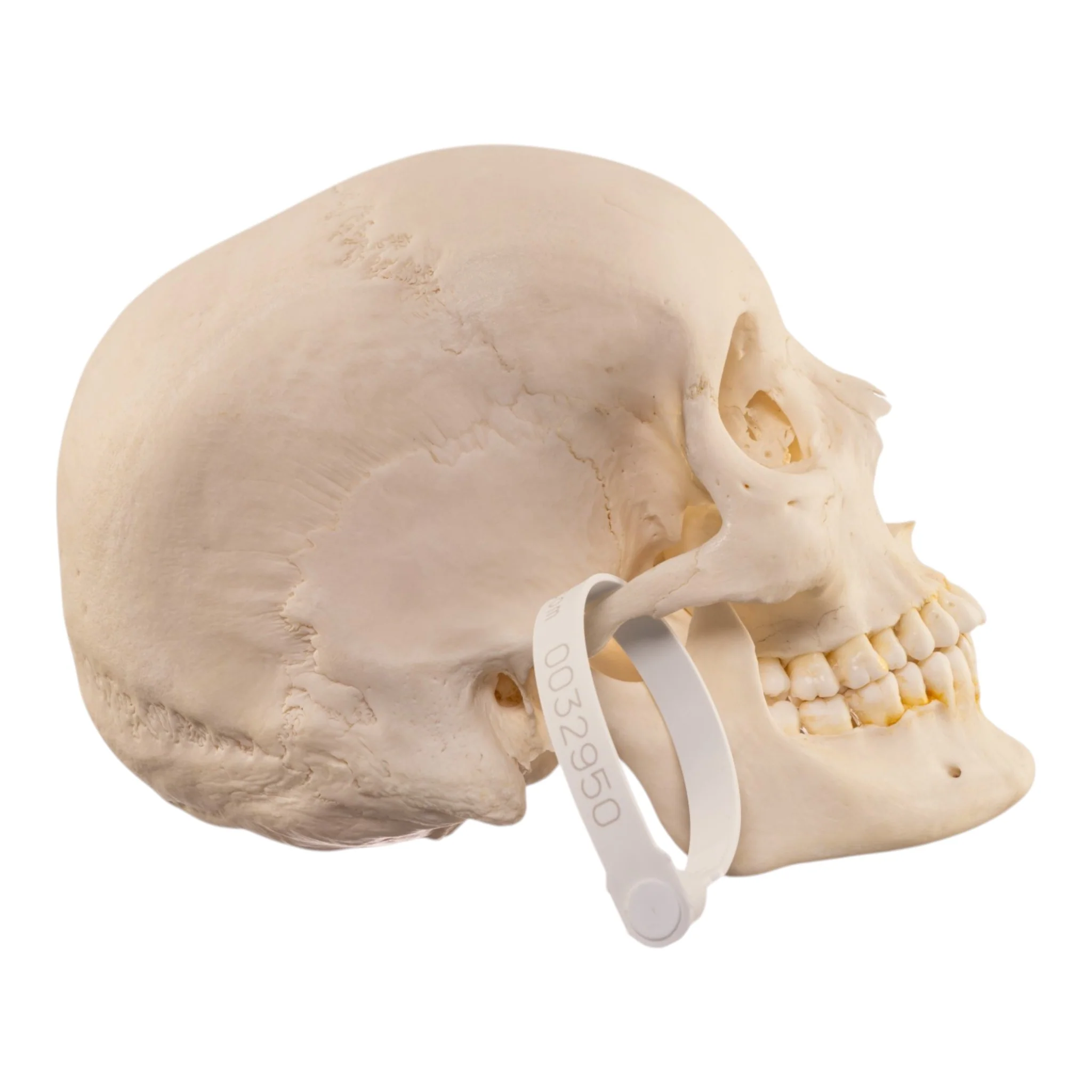 Real Human Skull - Image 2