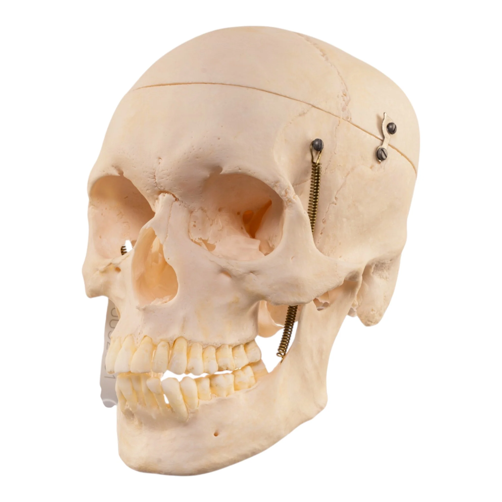 Real Human Skull