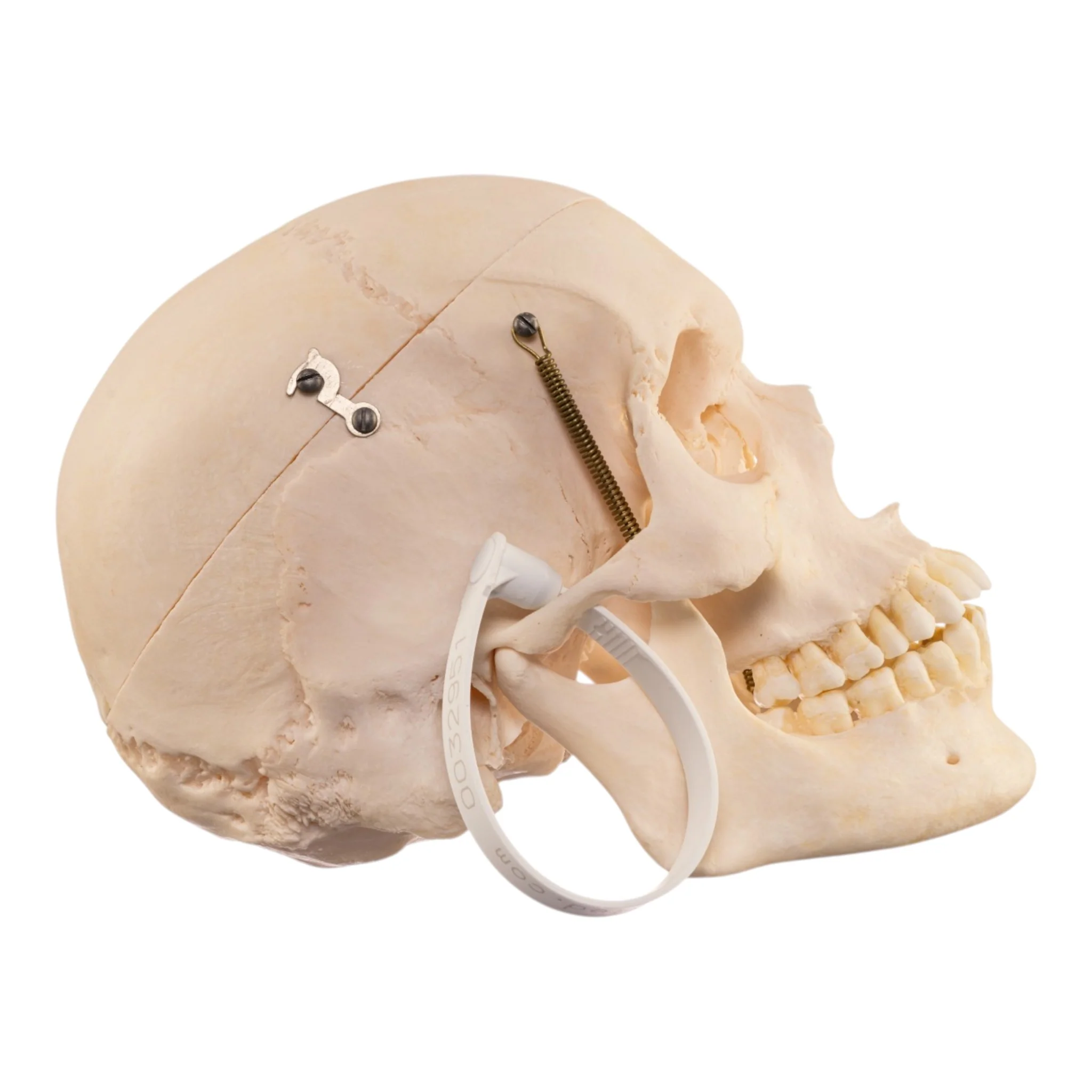 Real Human Skull - Image 2