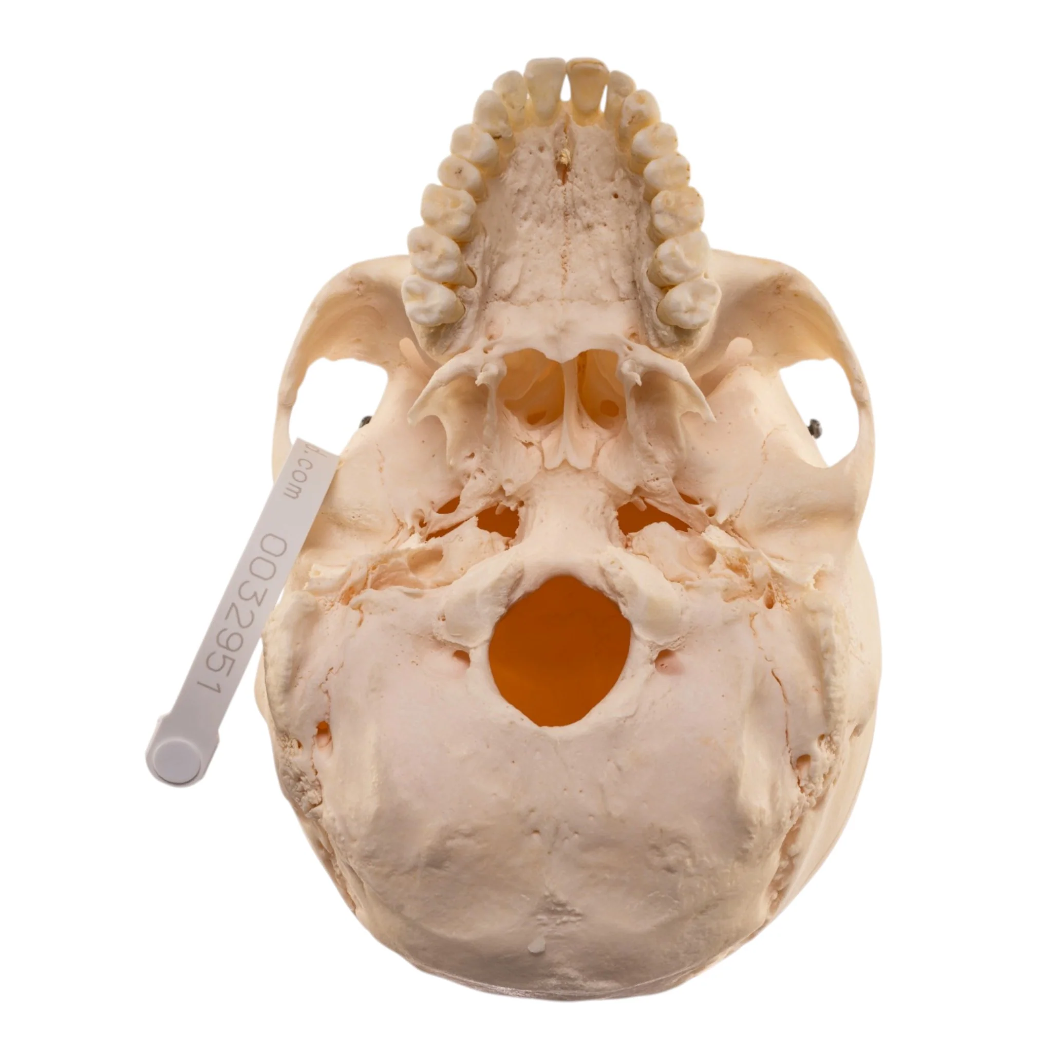 Real Human Skull - Image 6