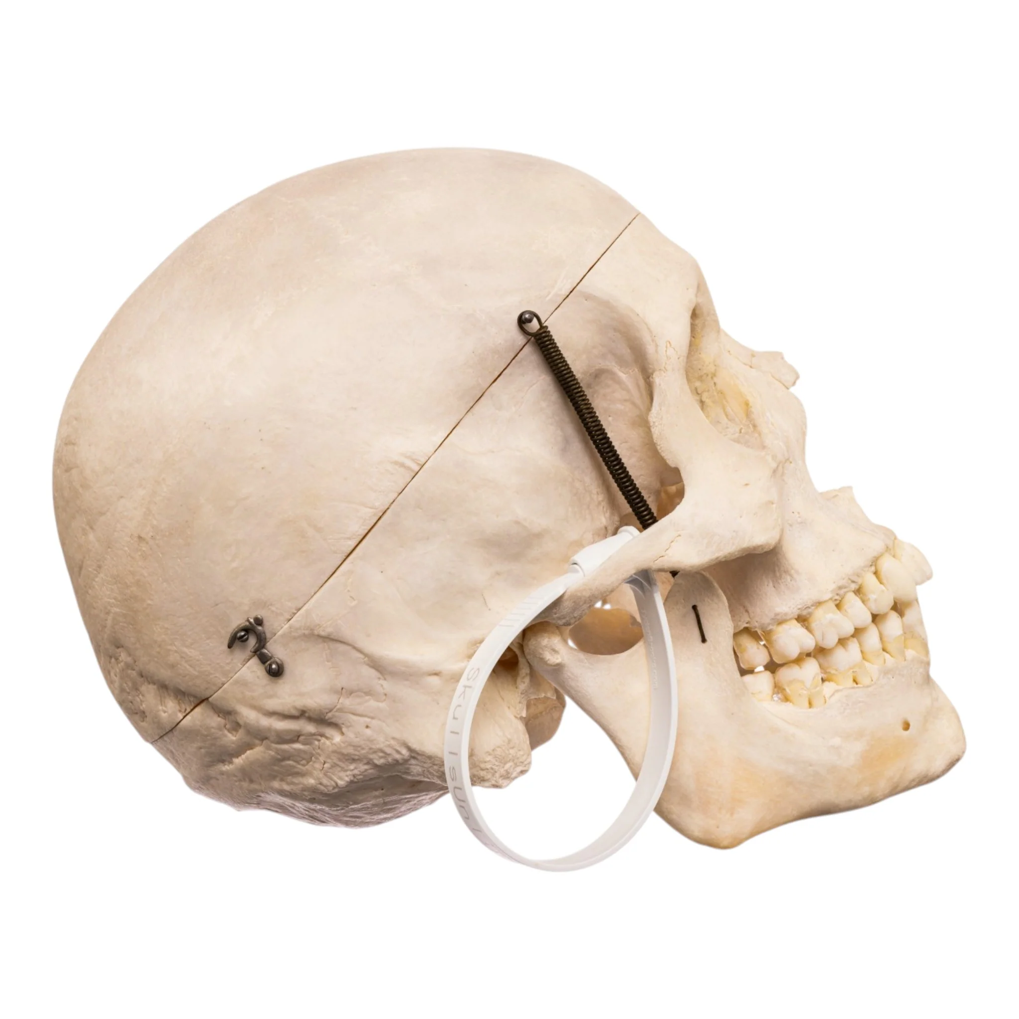Real Human Skull - Image 2