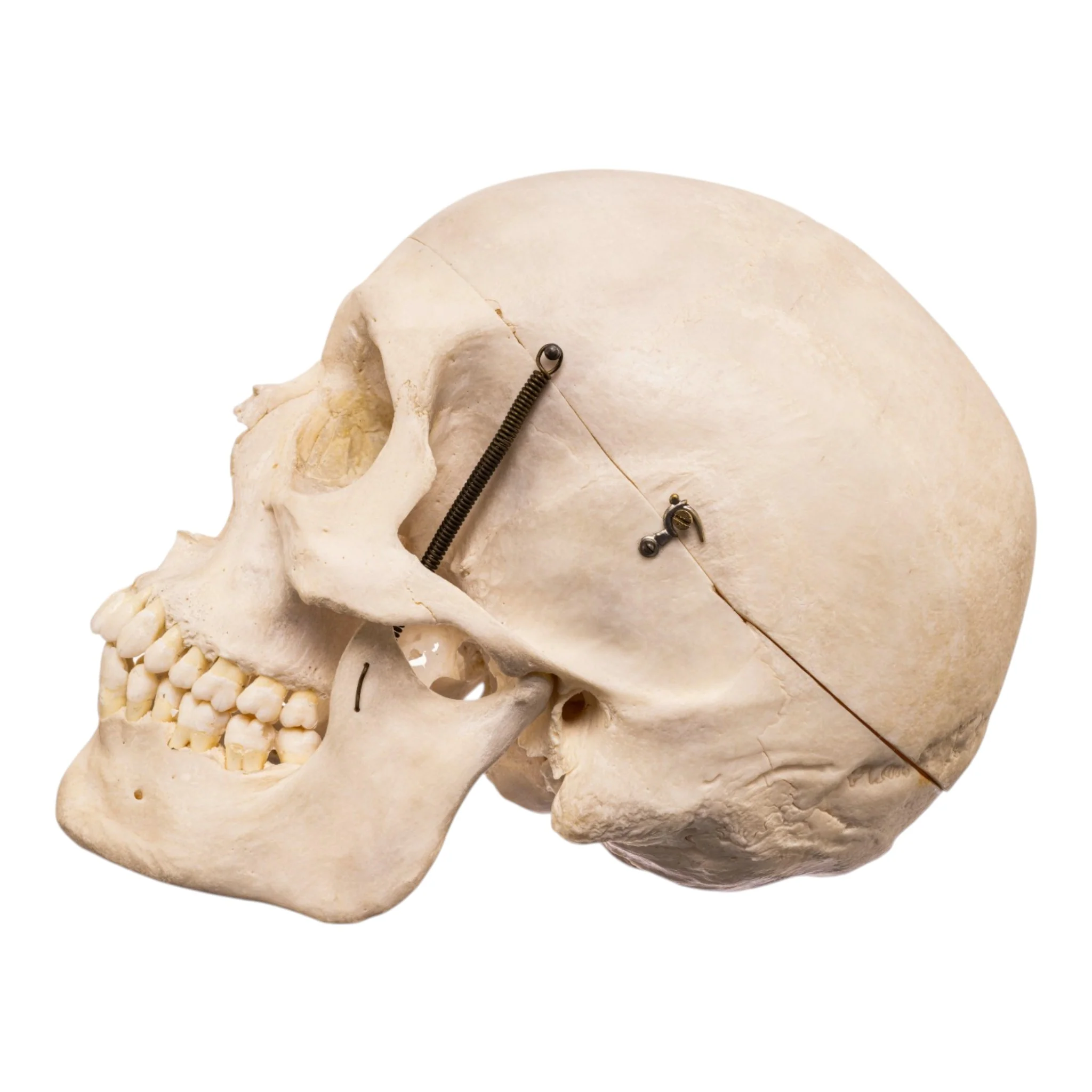 Real Human Skull - Image 4