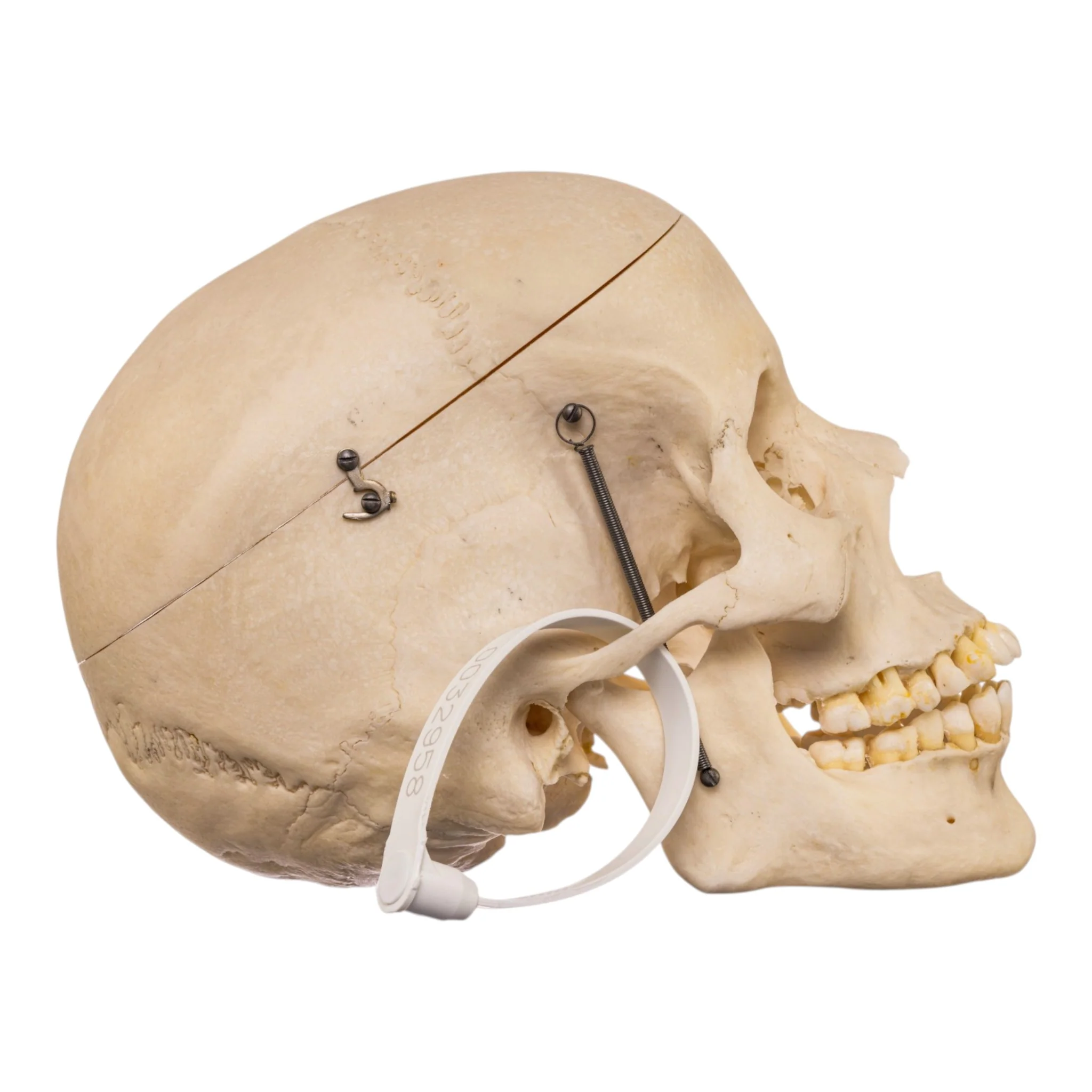 Real Human Skull - Image 2