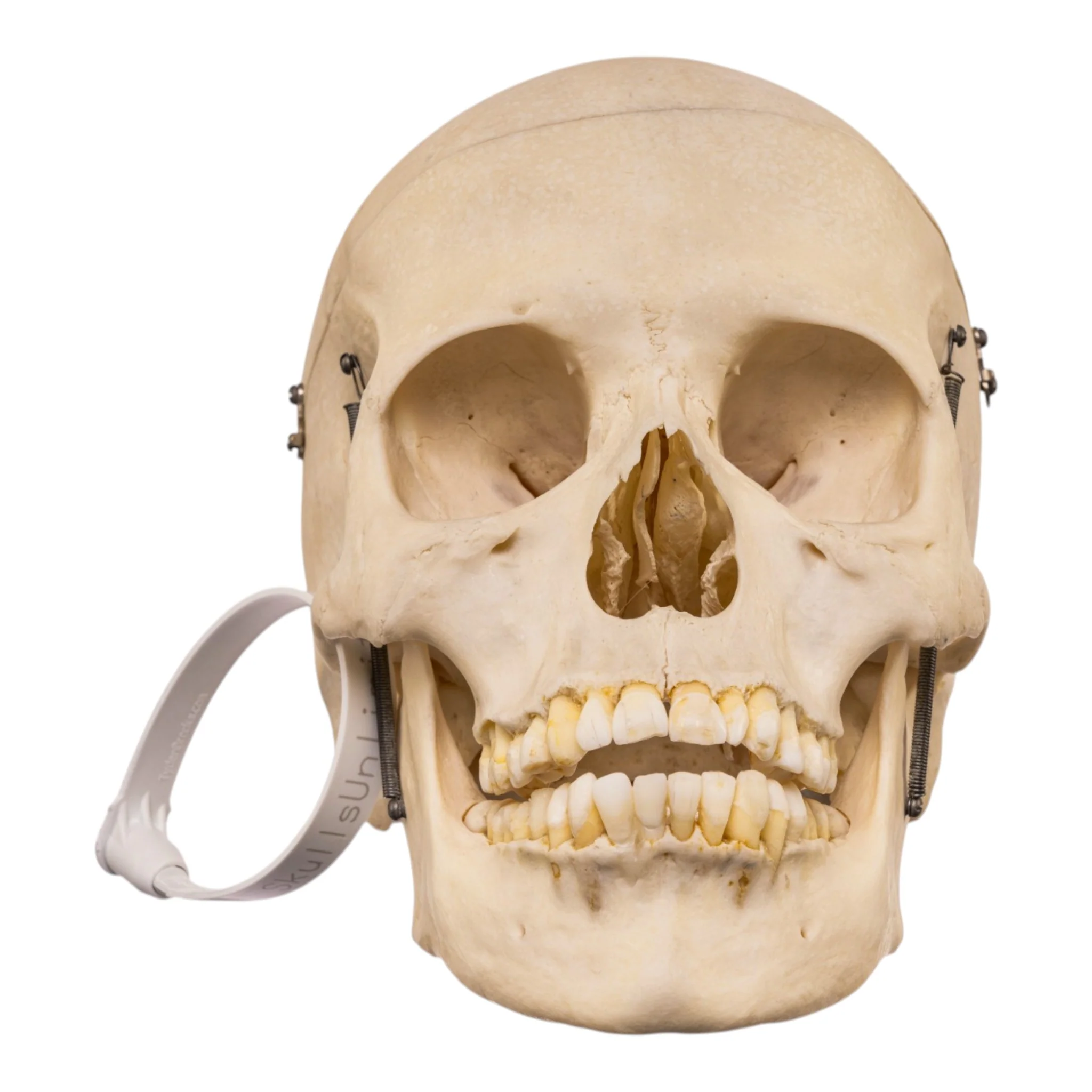 Real Human Skull - Image 3